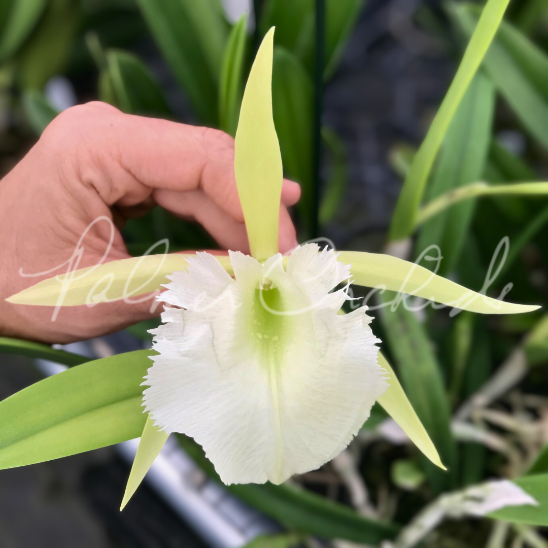 Rcv. Jimminey Cricket 2.png