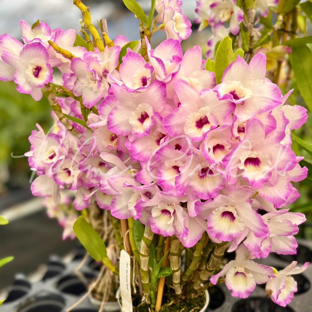 June Compact Dendrobium — Palmer Orchids
