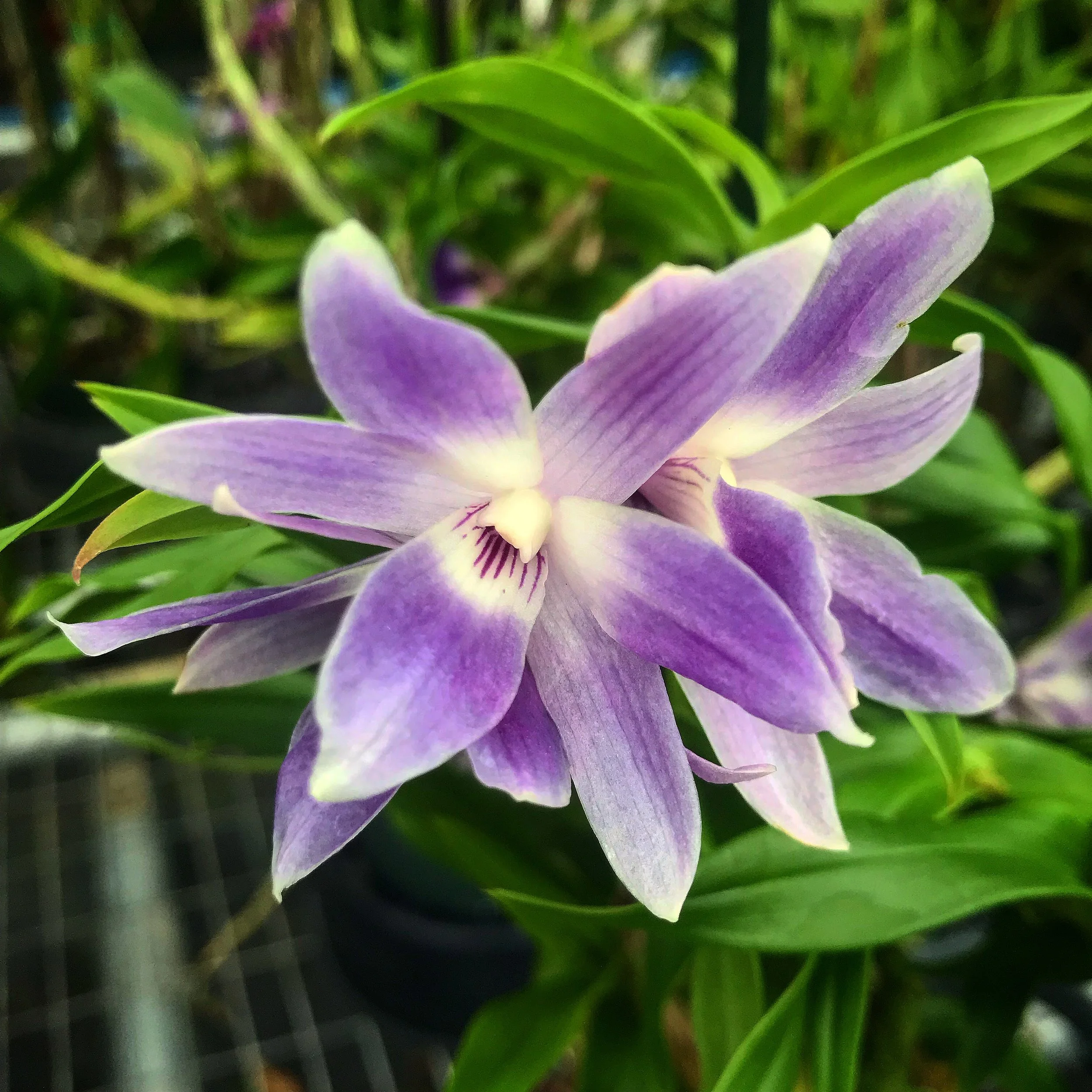 Dendrobium victoriae-reginae - Palmer Orchids