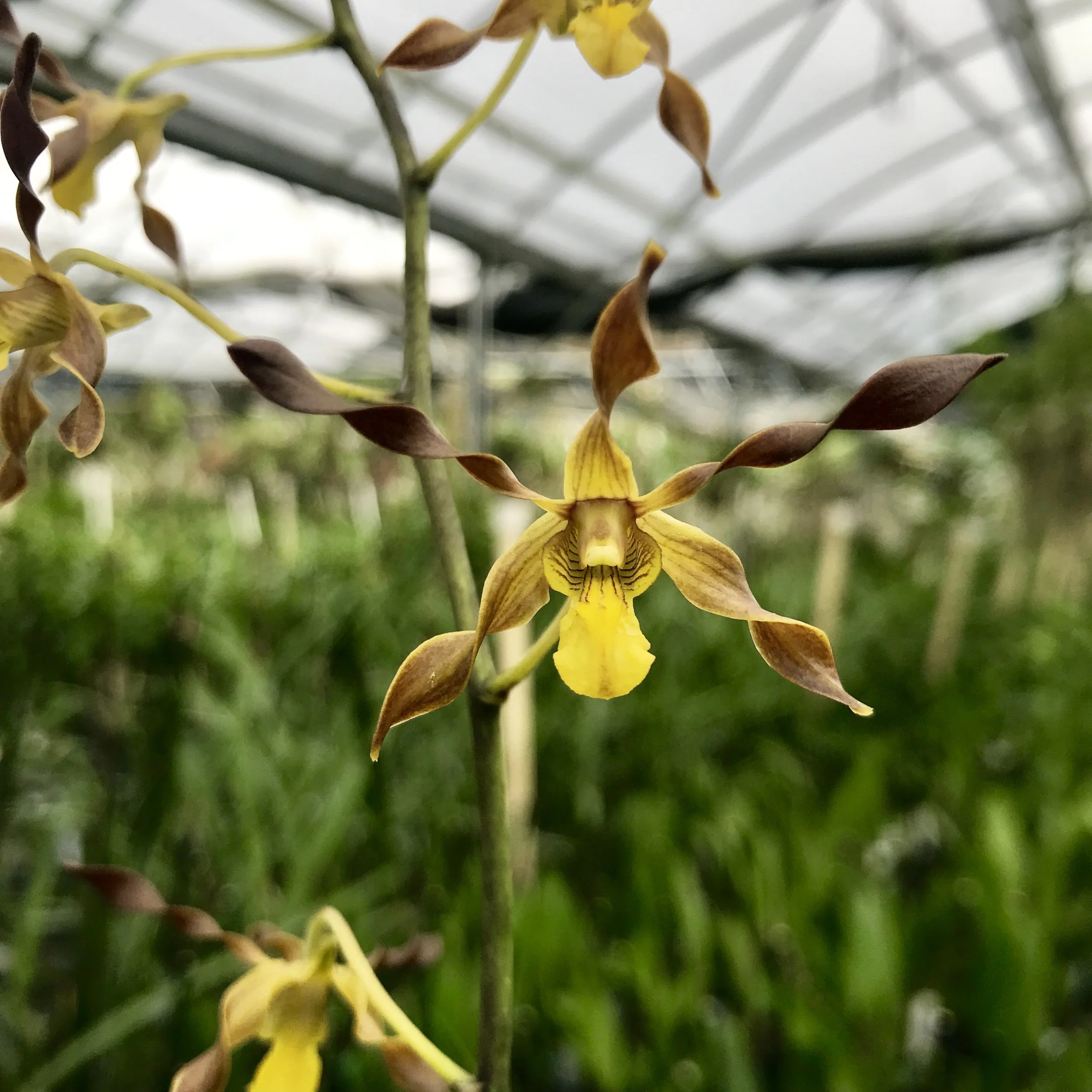 Den. Touch of Gold - Palmer Orchids
