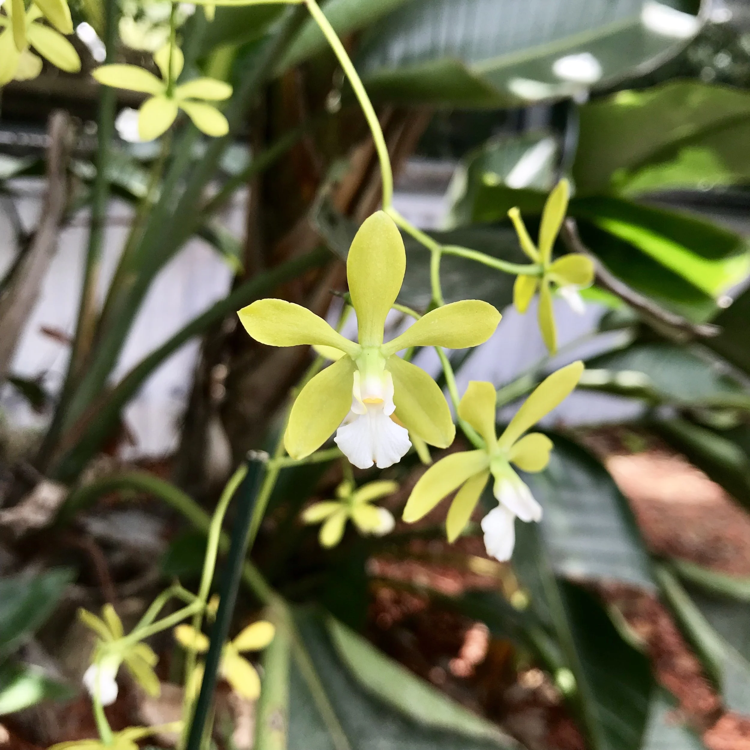 Enc tampensis alba Palmer Orchids
