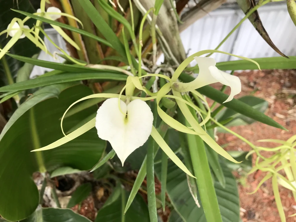 Cattleya jenmanii — Palmer Orchids