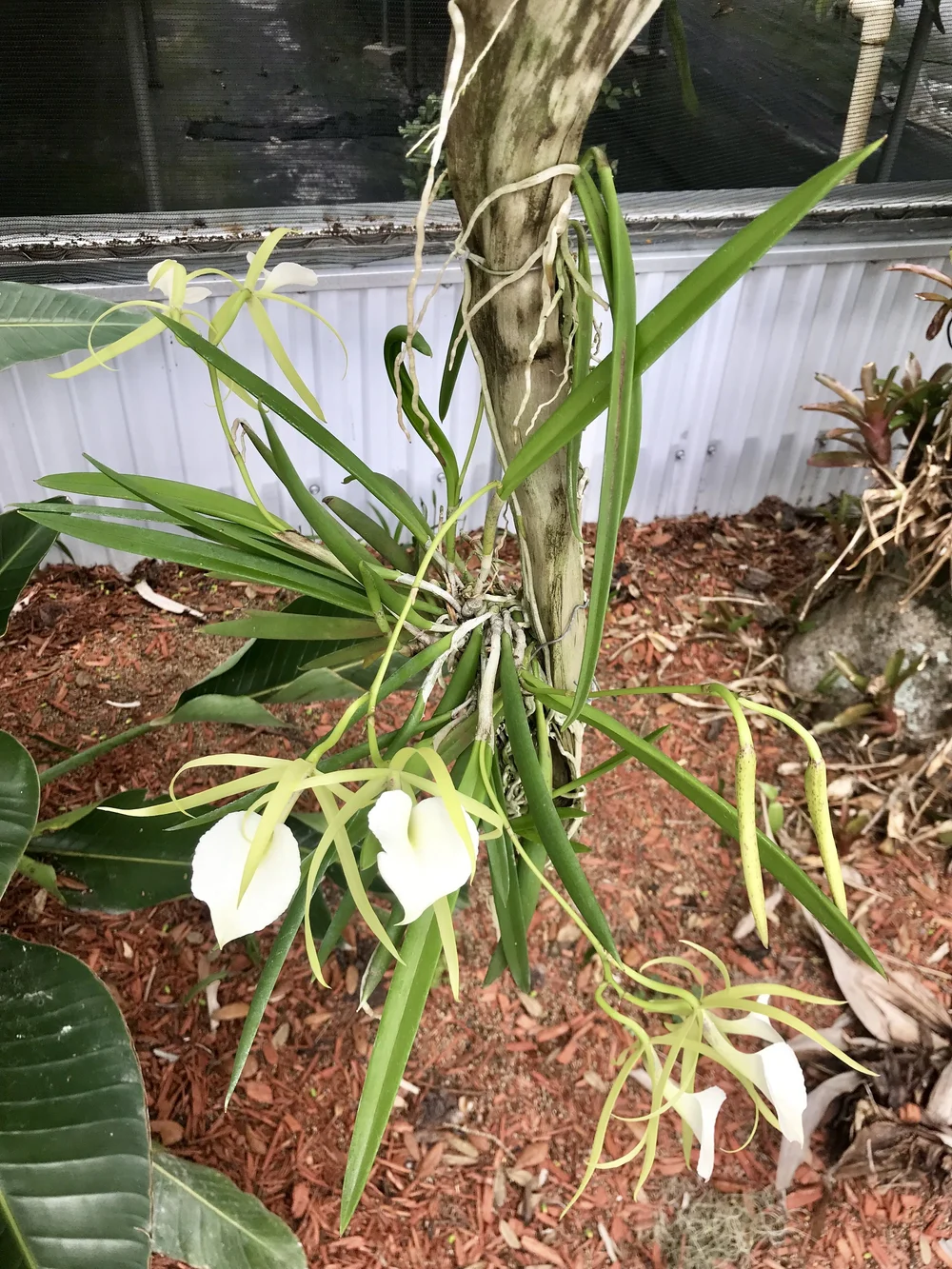 Brassavola nodosa 'Palmer Orchids' — Palmer Orchids