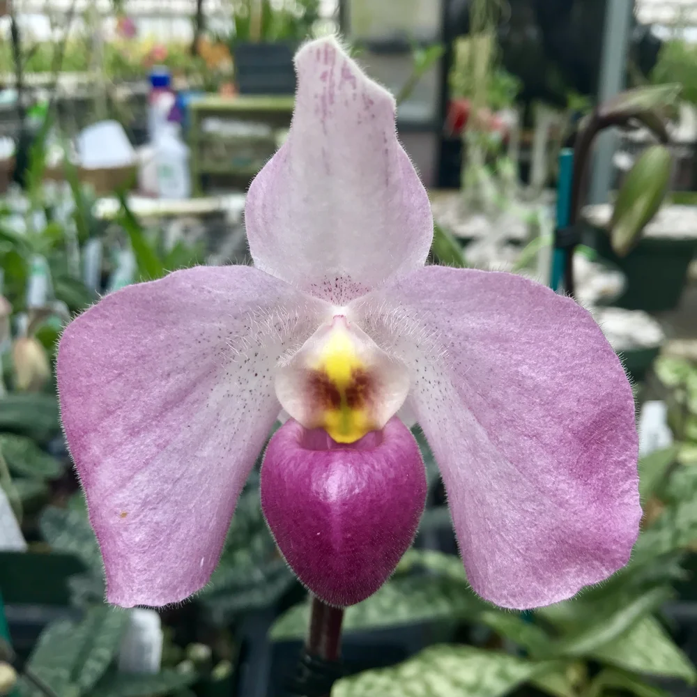 ［洋蘭交配種］Paph. Lynleigh Koopowitz Paph. Lynleigh Koopowitz — Palmer Orchids