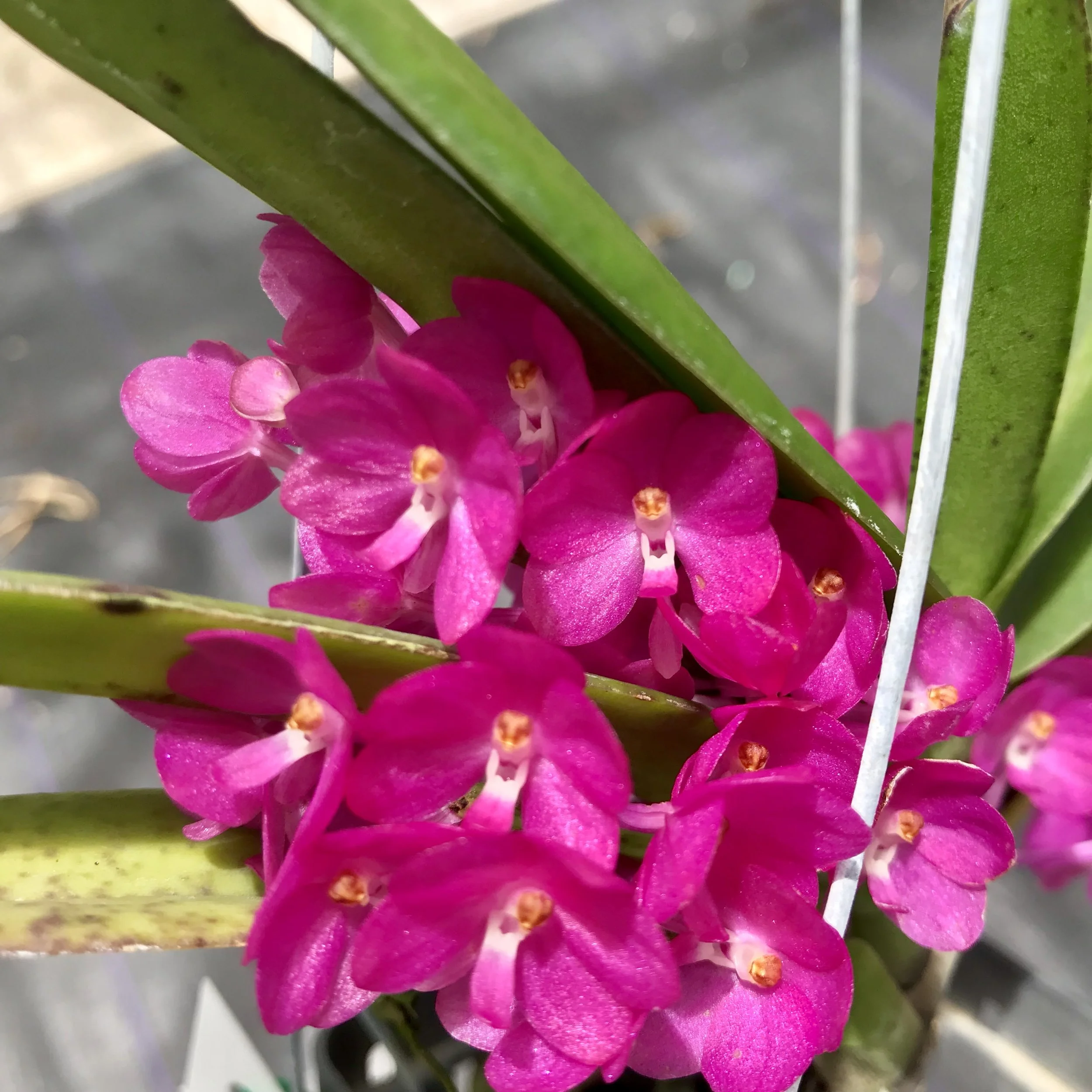 asctm ampullaceum vanda ampullacea - Palmer Orchids