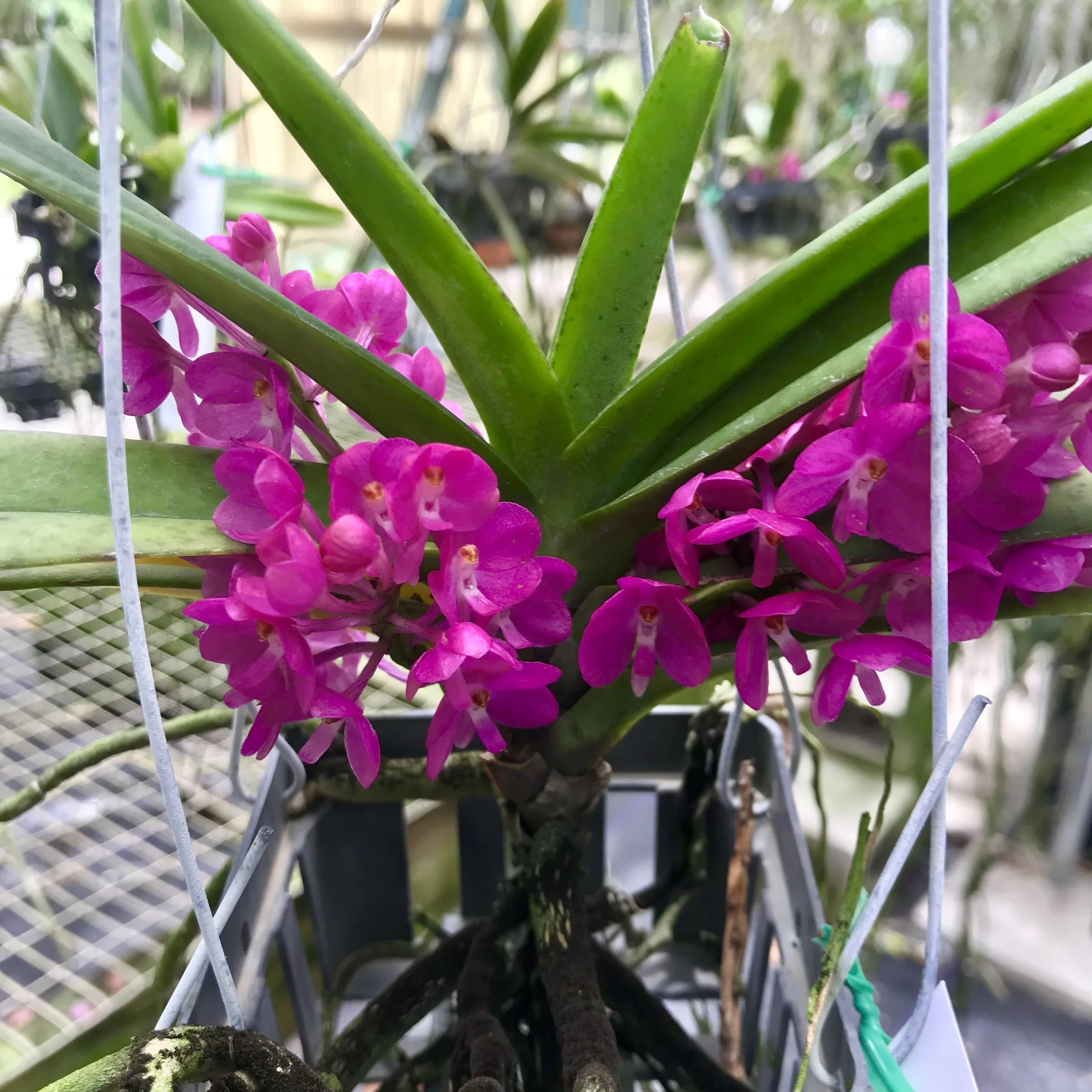 asctm ampullaceum vanda ampullacea - Palmer Orchids