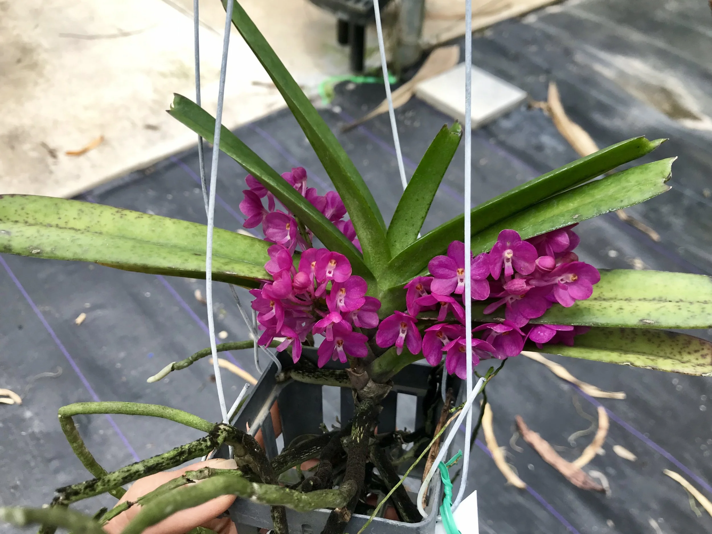 asctm ampullaceum vanda ampullacea - Palmer Orchids