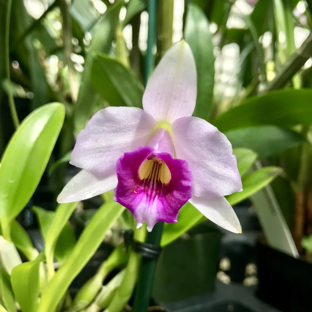 C. Shelly Huynh (L. dayana x L. alaorii) — Palmer Orchids