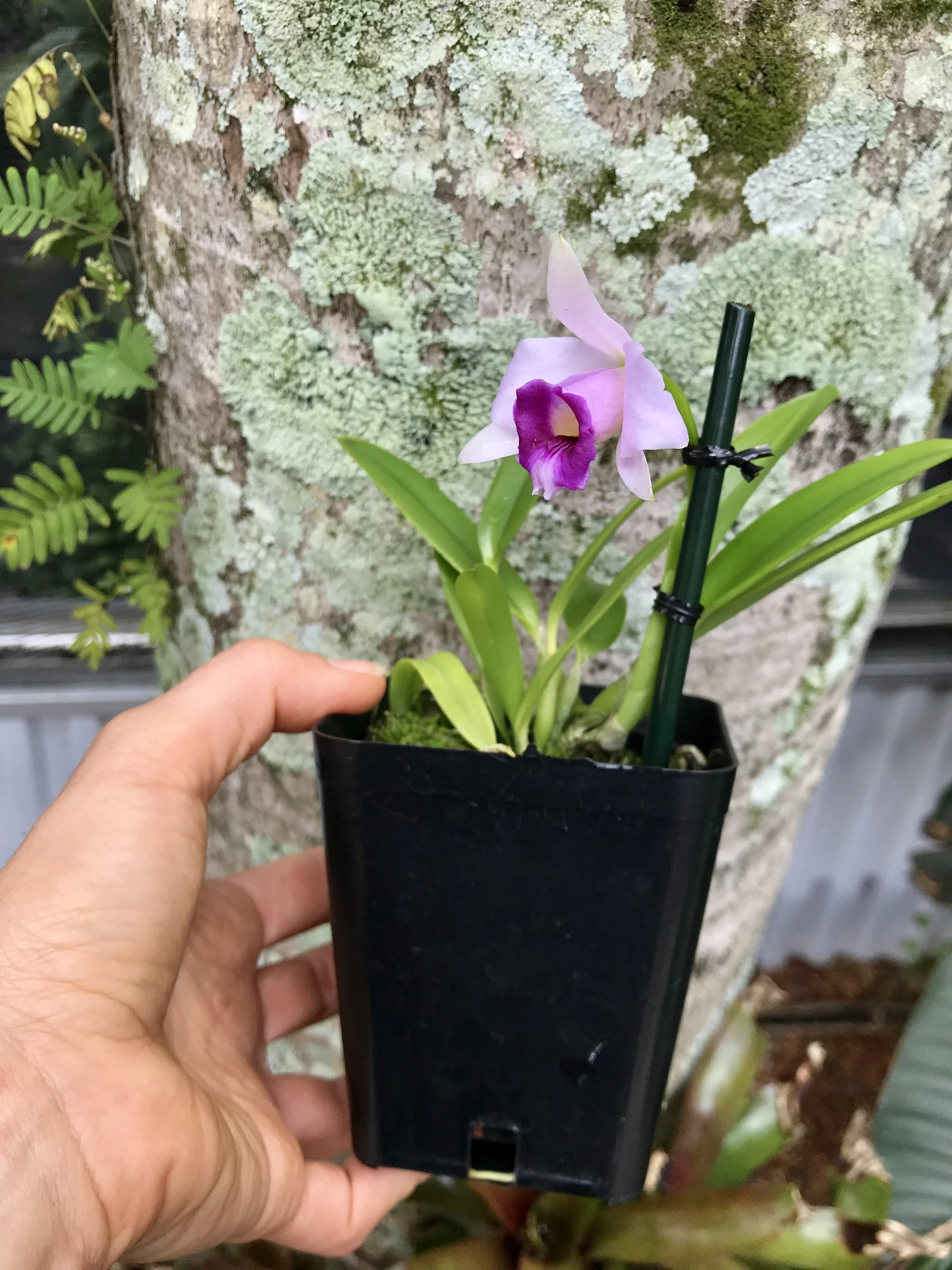 C. Shelly Huyynh (L. dayana x L. alaorii) - Palmer Orchids