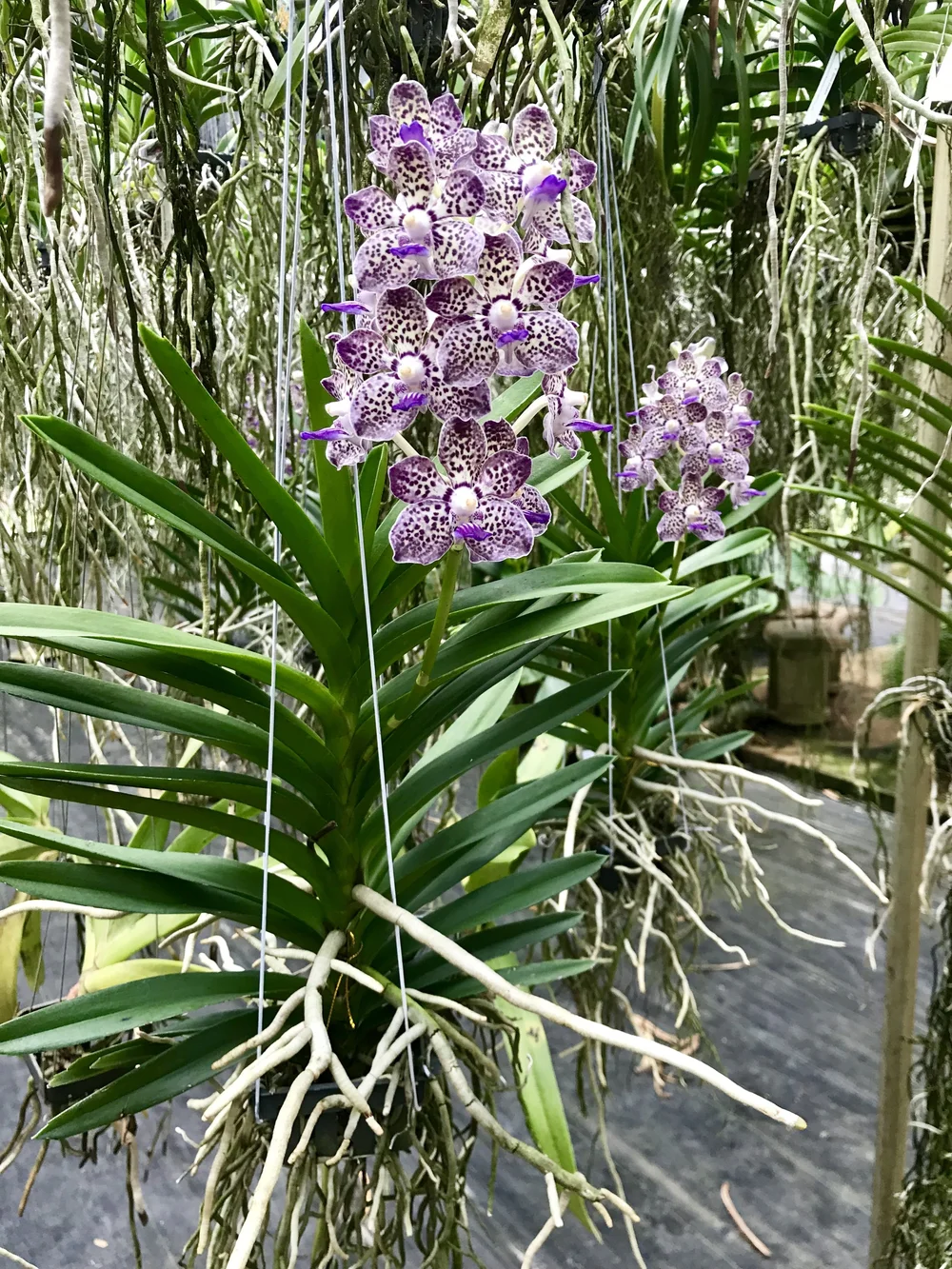 Pda. Kyra Green 'Minghus' AM/AOS — Palmer Orchids