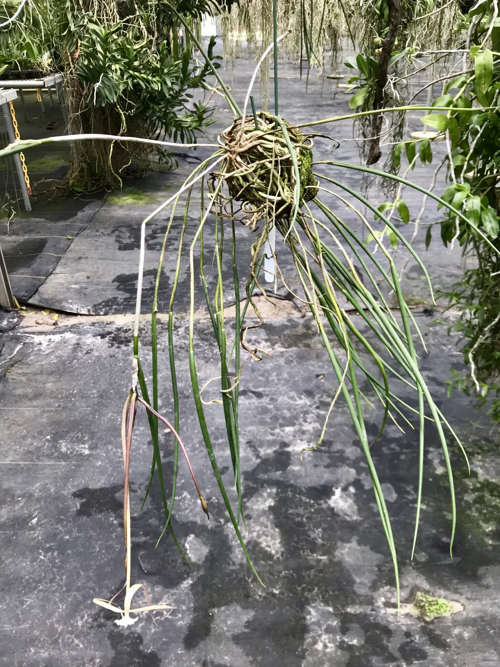 Brassavola cucullata — Palmer Orchids