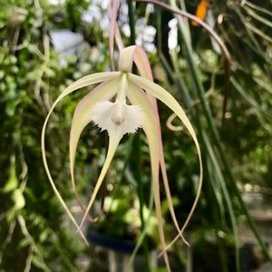 Brassavola cucullata