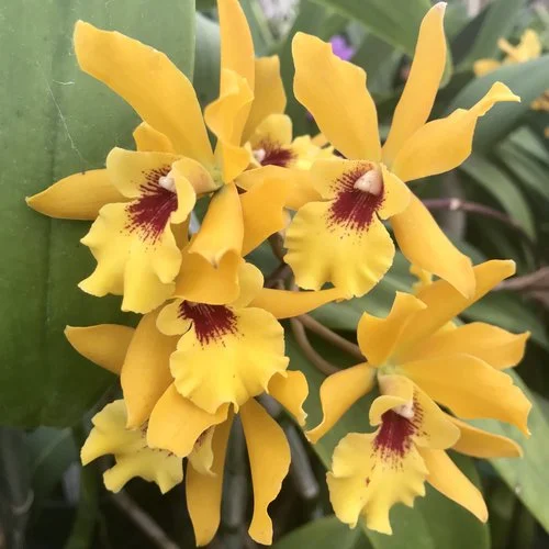 Eny. Jackie Bright 'Hilo Stars'