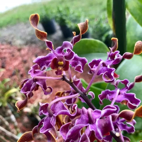 Dendrobium Jairak Spin x helix