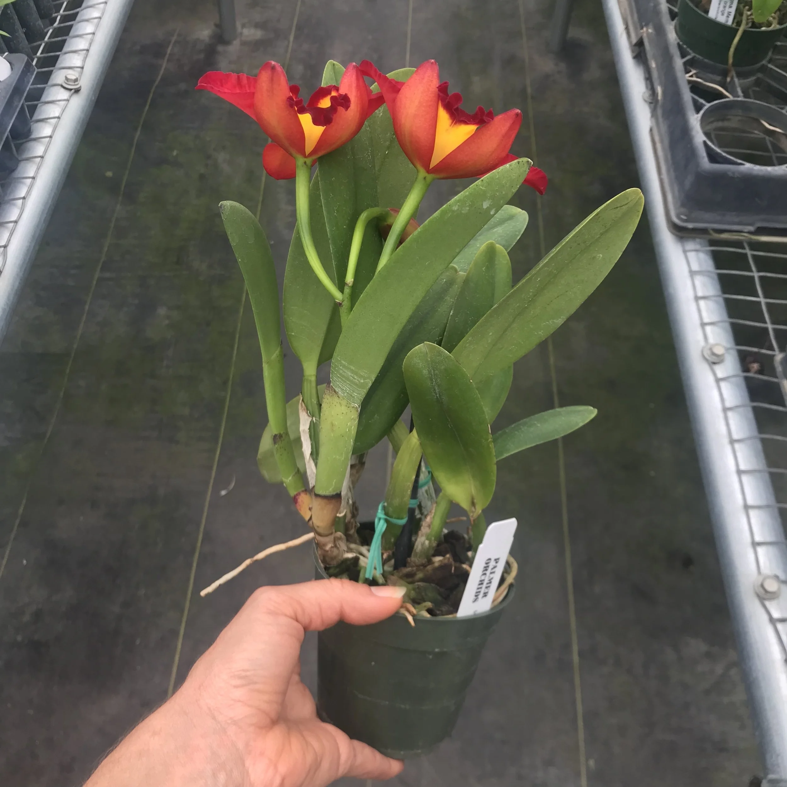 081A029A-82A9-43E2-BAD4-4ED938BCC2AA