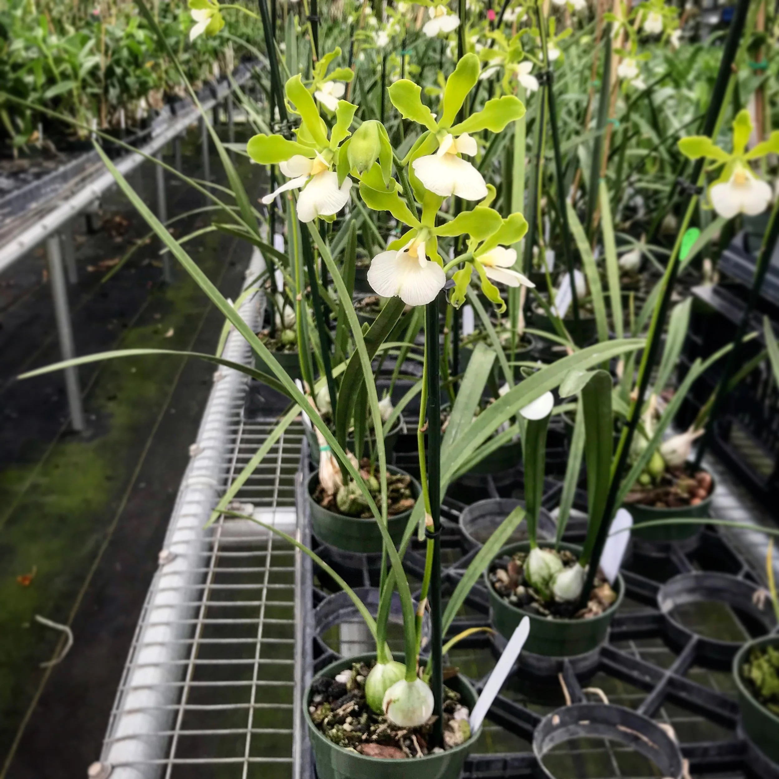 Encyclia randii alba - Palmer Orchids