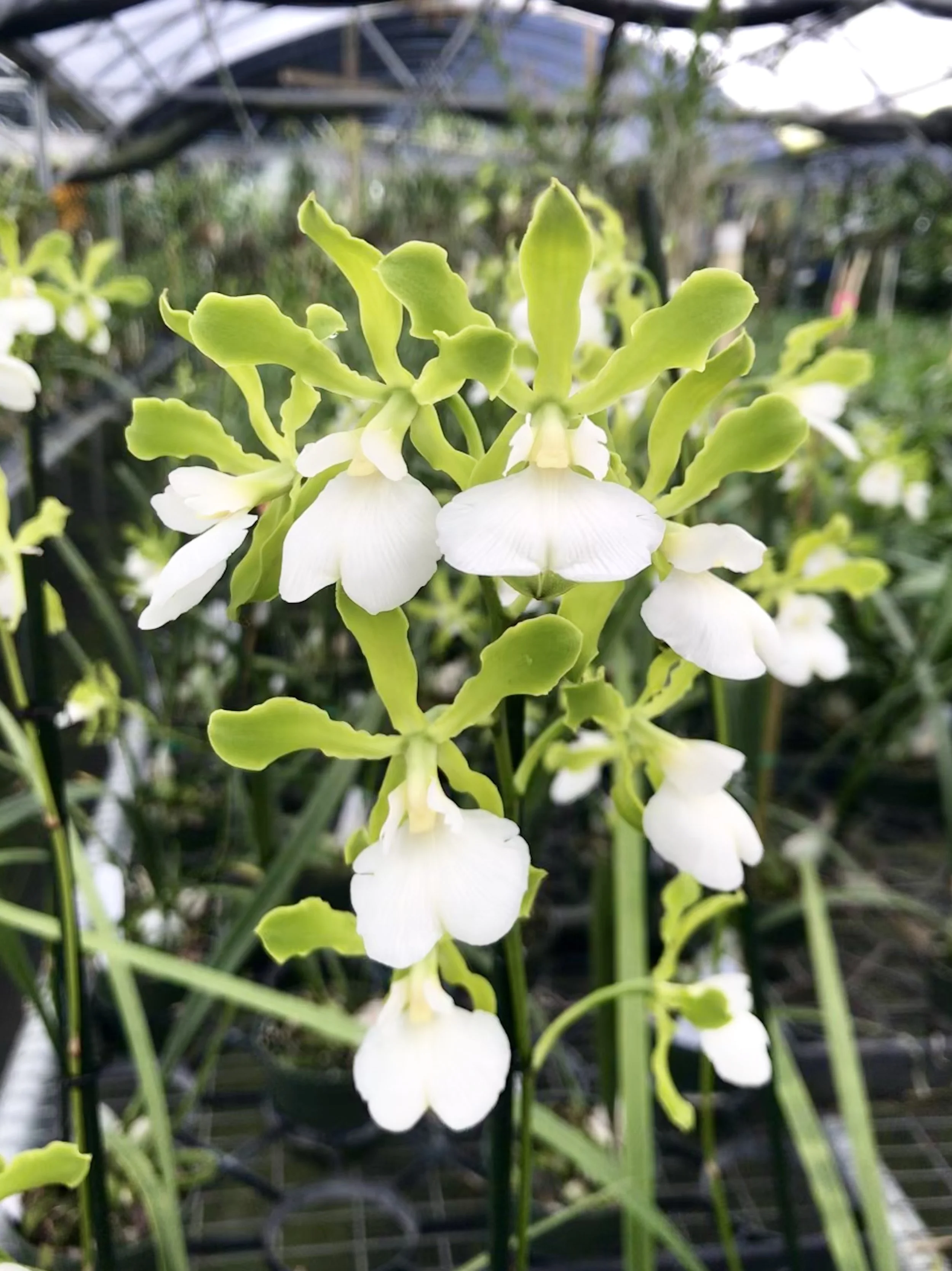 Encyclia randii alba - Palmer Orchids