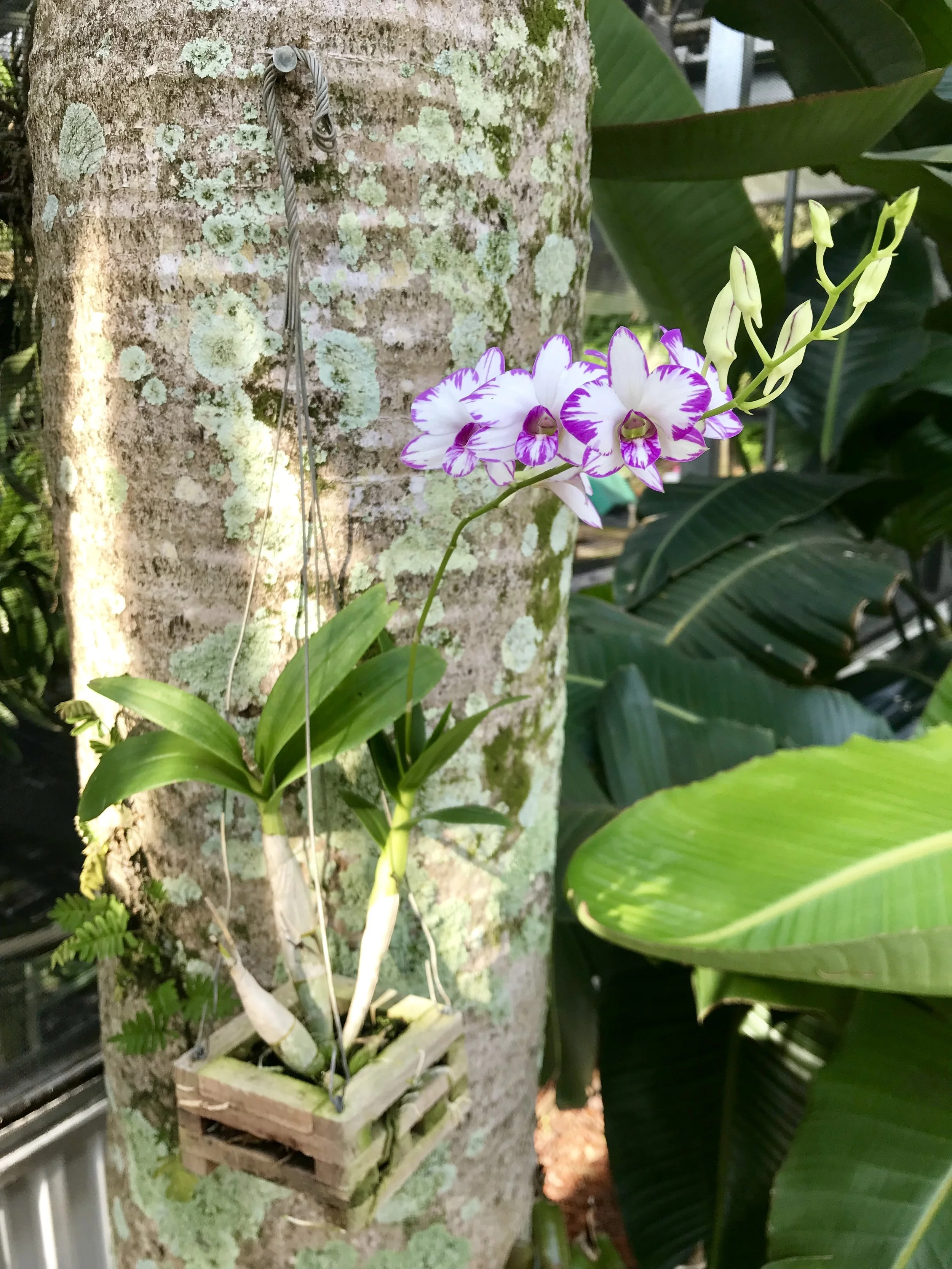 Den. Enobi Purple 'Splash' - Palmer Orchids