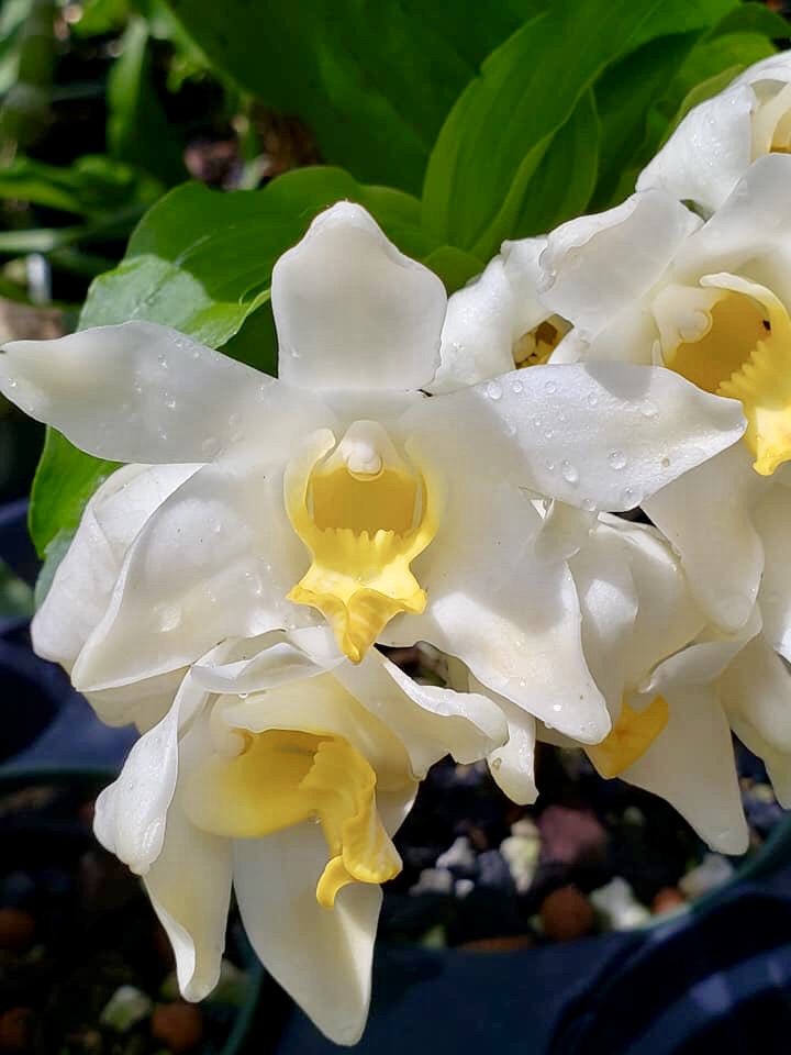 Chysis bractescens — Palmer Orchids