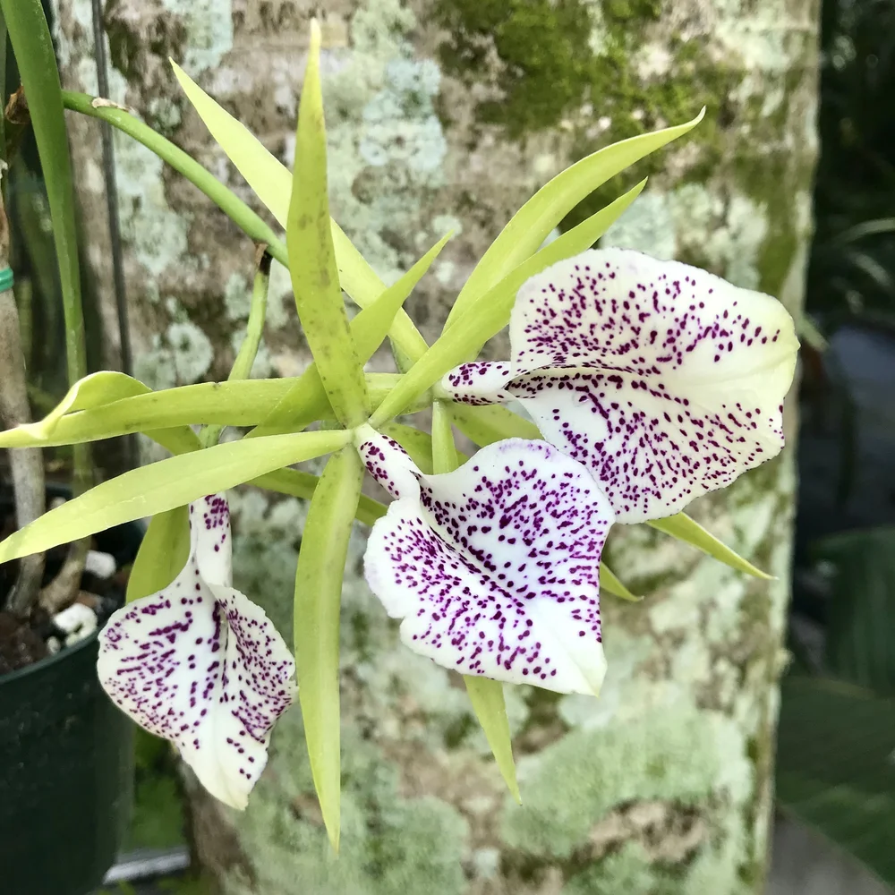 Bc. Green Bird — Palmer Orchids
