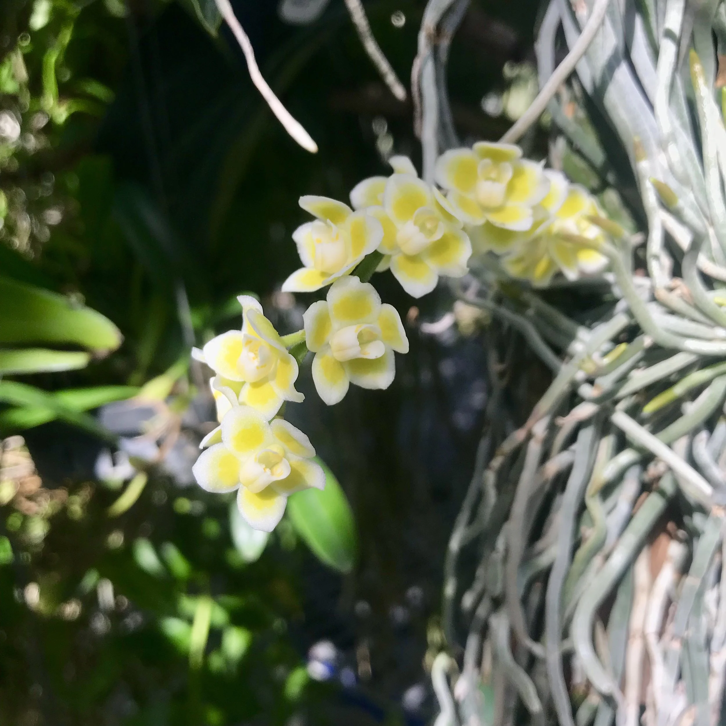 Chiloschista parishii — Palmer Orchids