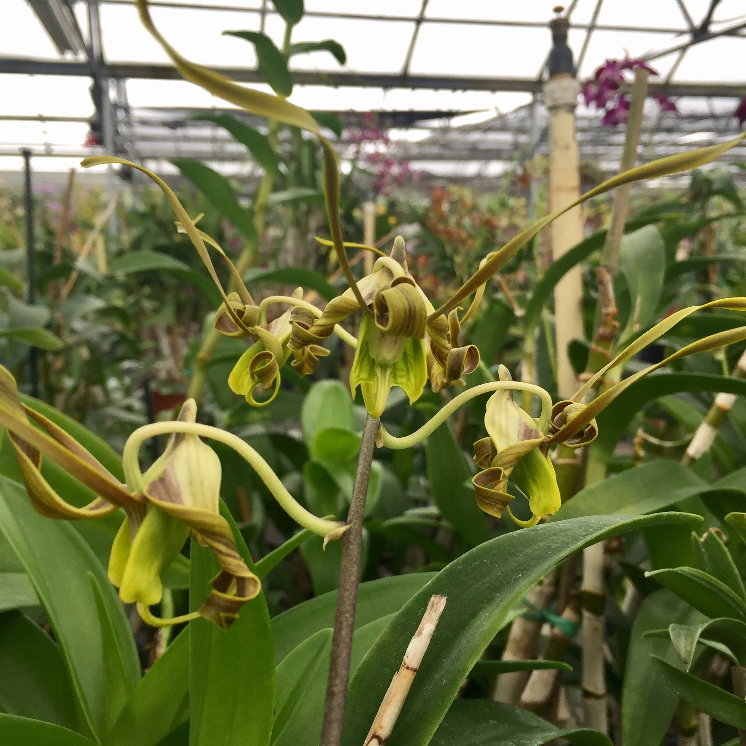 Dendrobium sutiknoi