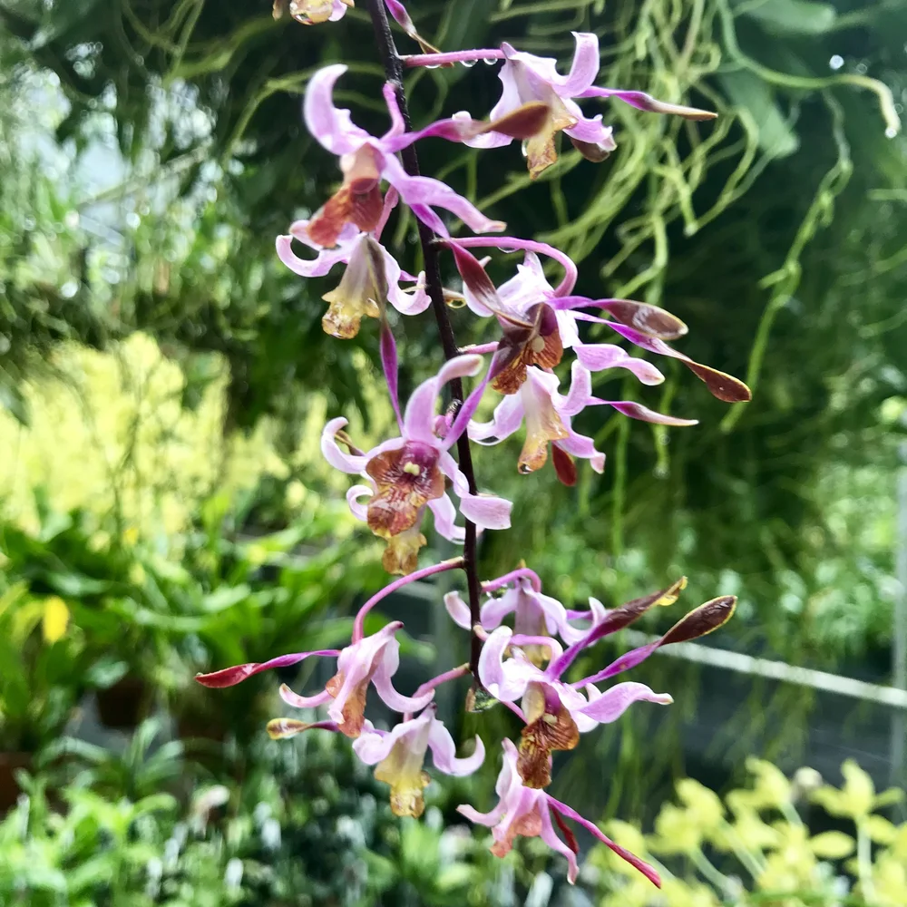 Dendrobium Penang Little Magic — Palmer Orchids