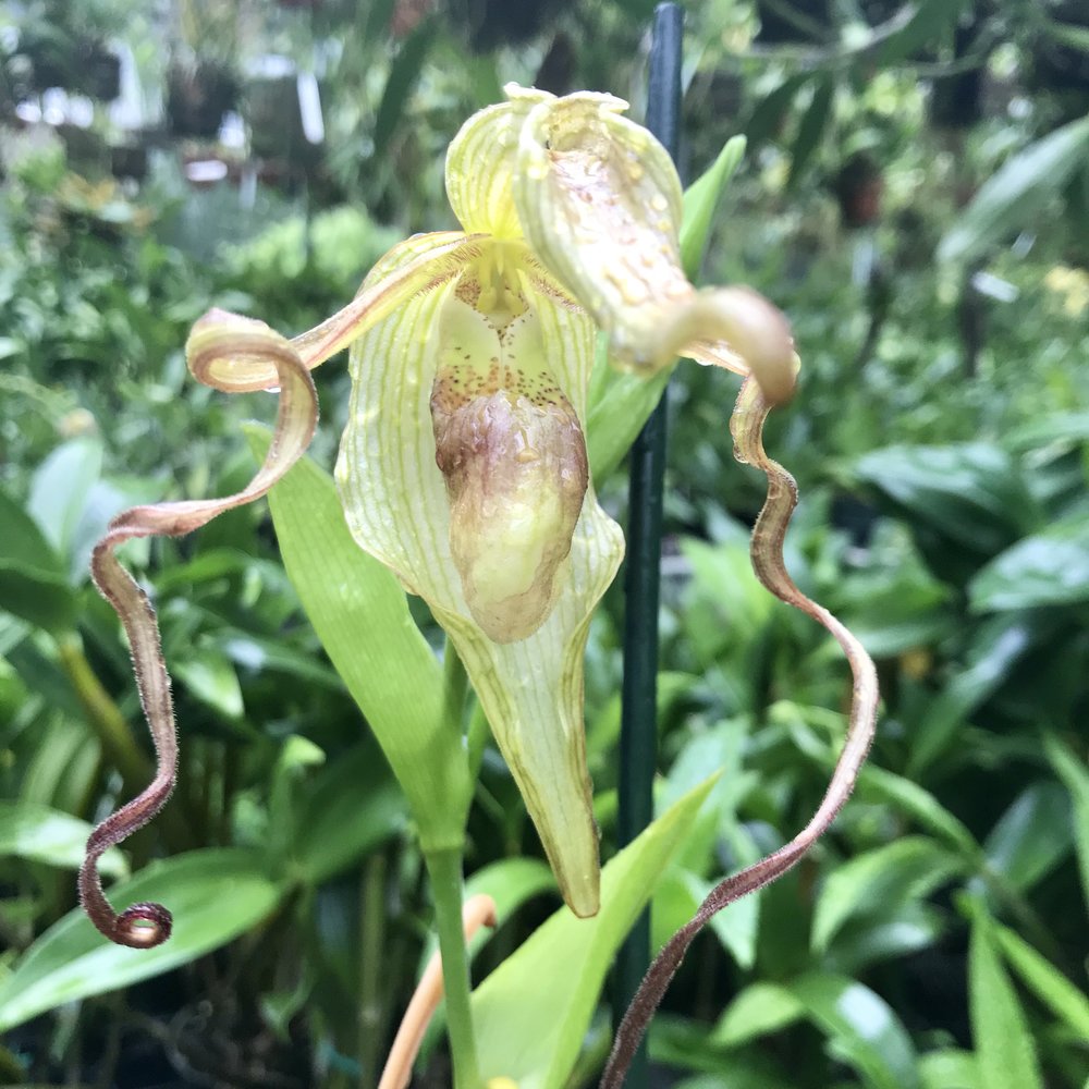 Phrag. QF Walter Scheeren — Palmer Orchids