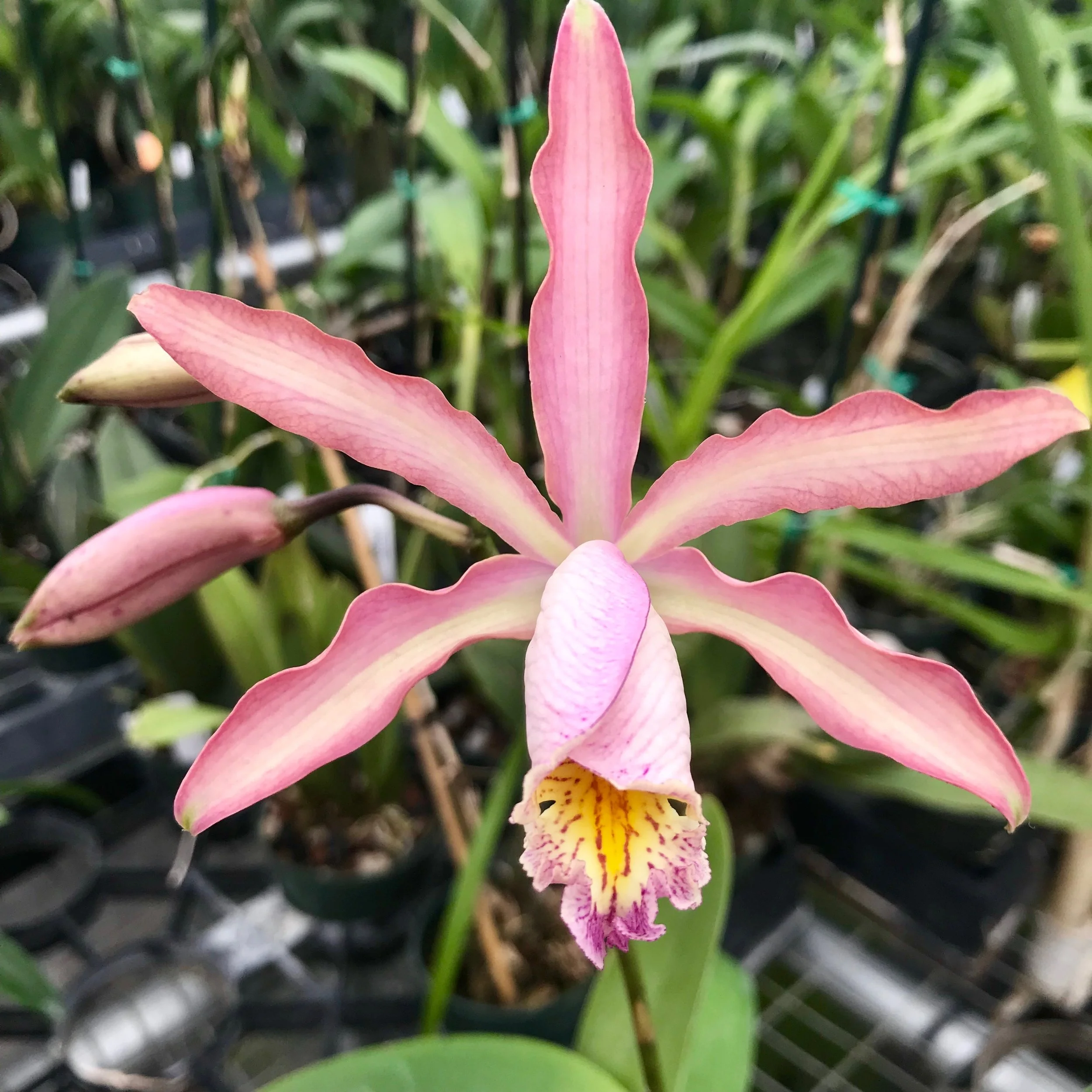 Myc. Butterfly Wings Palmer Orchids.JPG