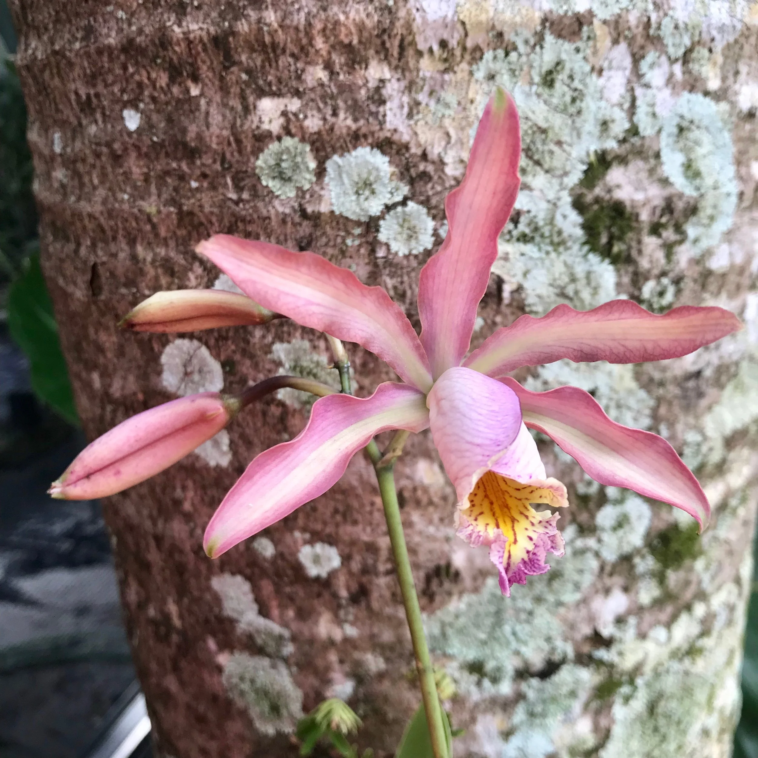 Myc. Butterfly Wings - Palmer Orchids