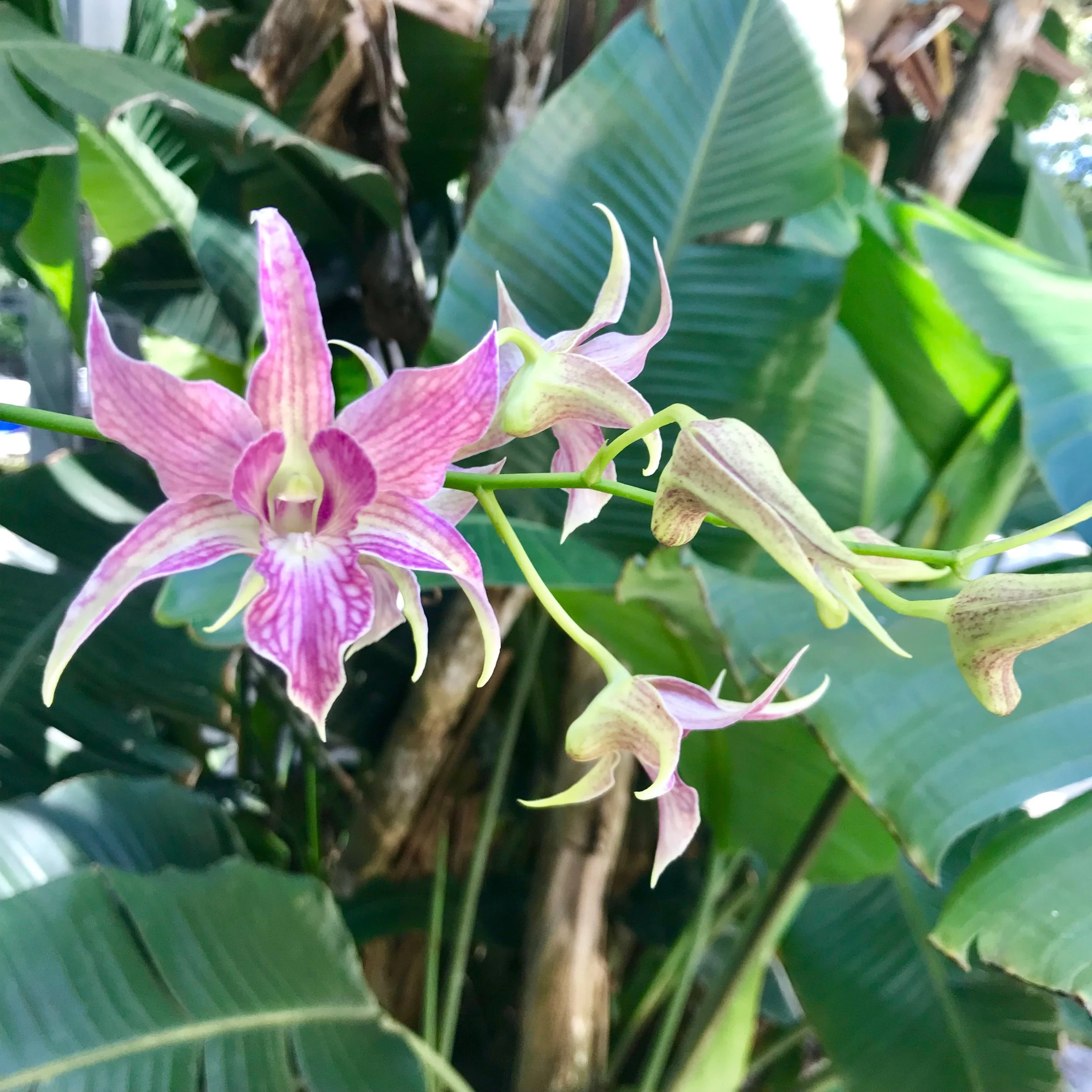 Dendrobium Sherry Abe