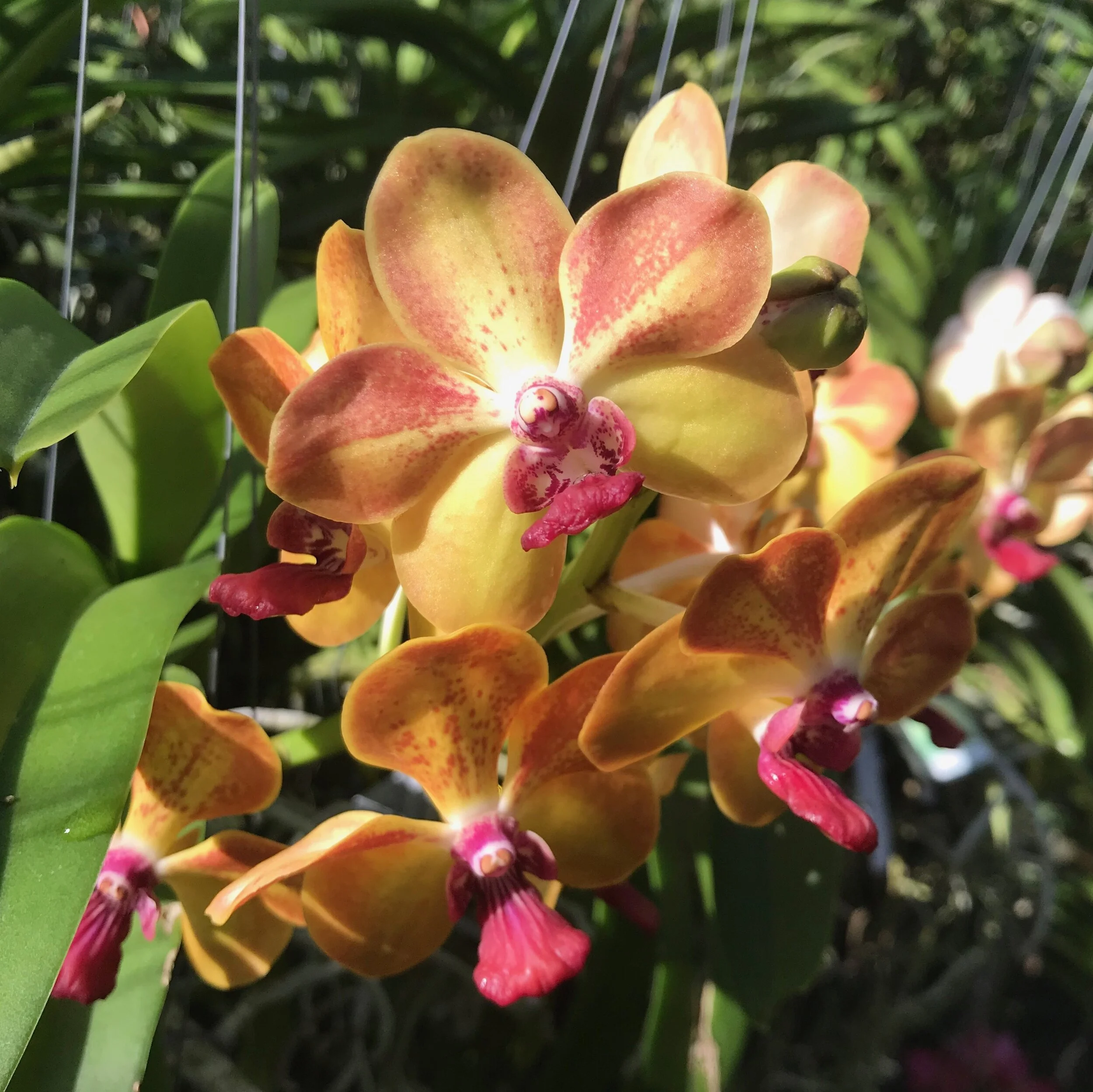 Van. Ploenpit Prize — Palmer Orchids