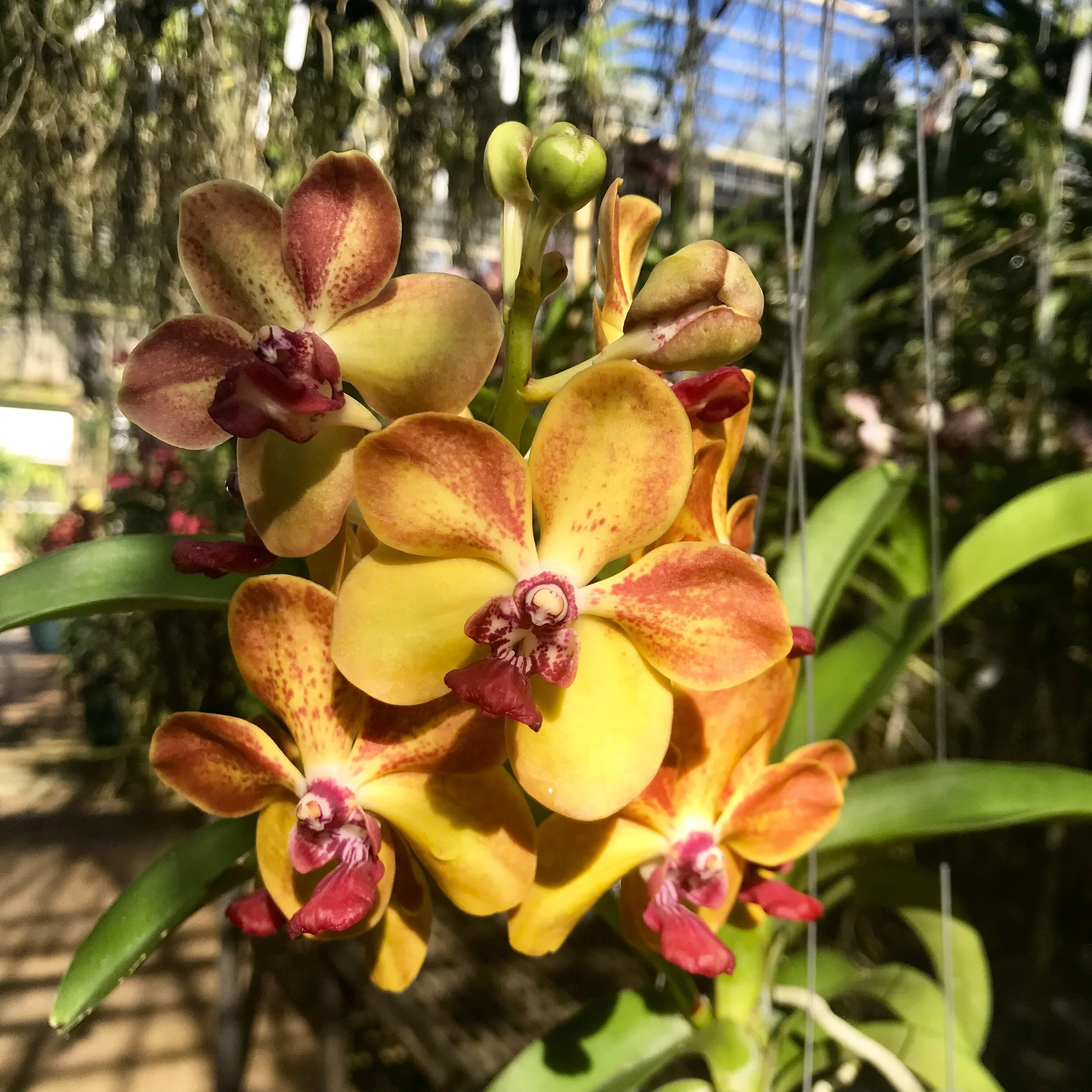 Van. Ploenpit Prize — Palmer Orchids