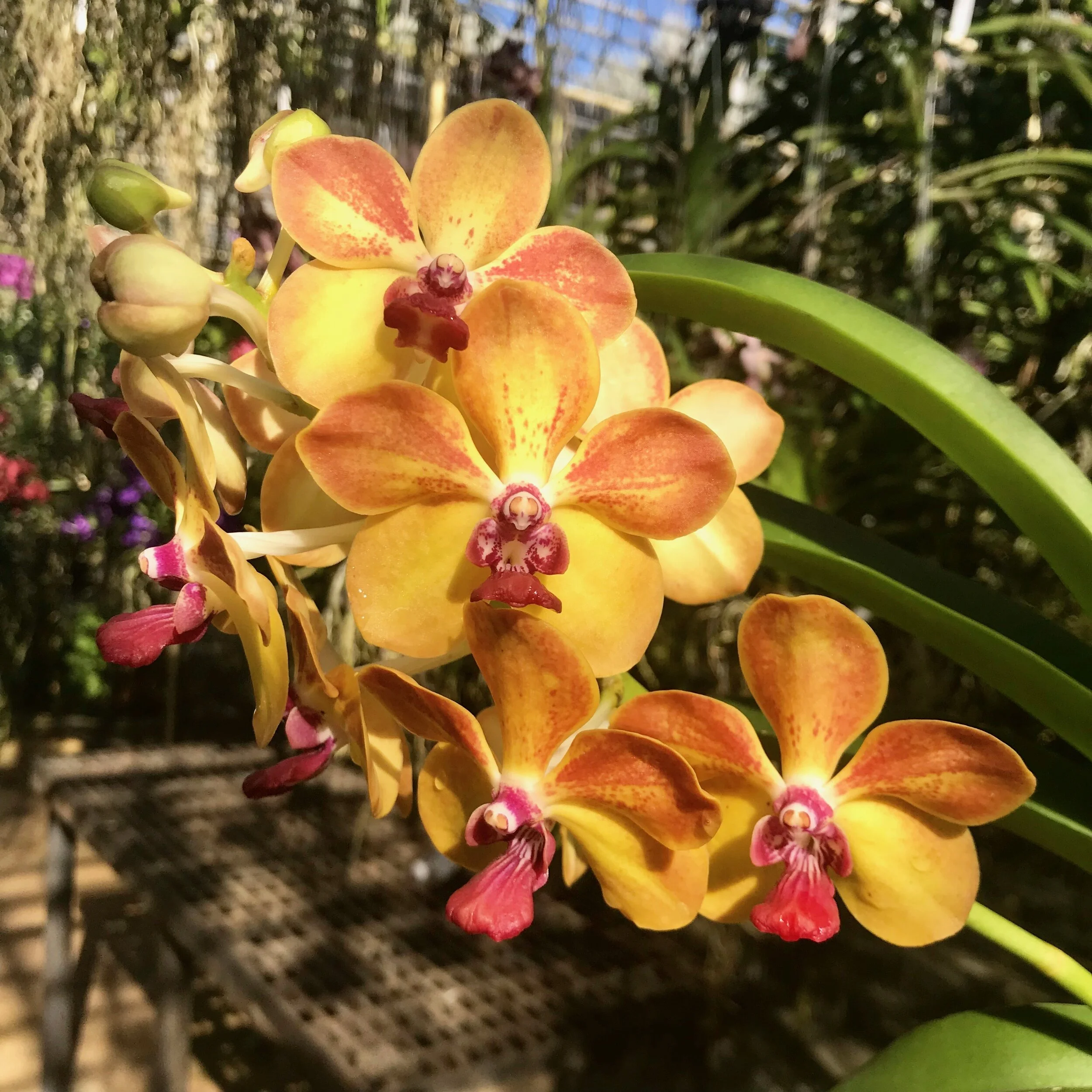 Van. Ploenpit Prize — Palmer Orchids