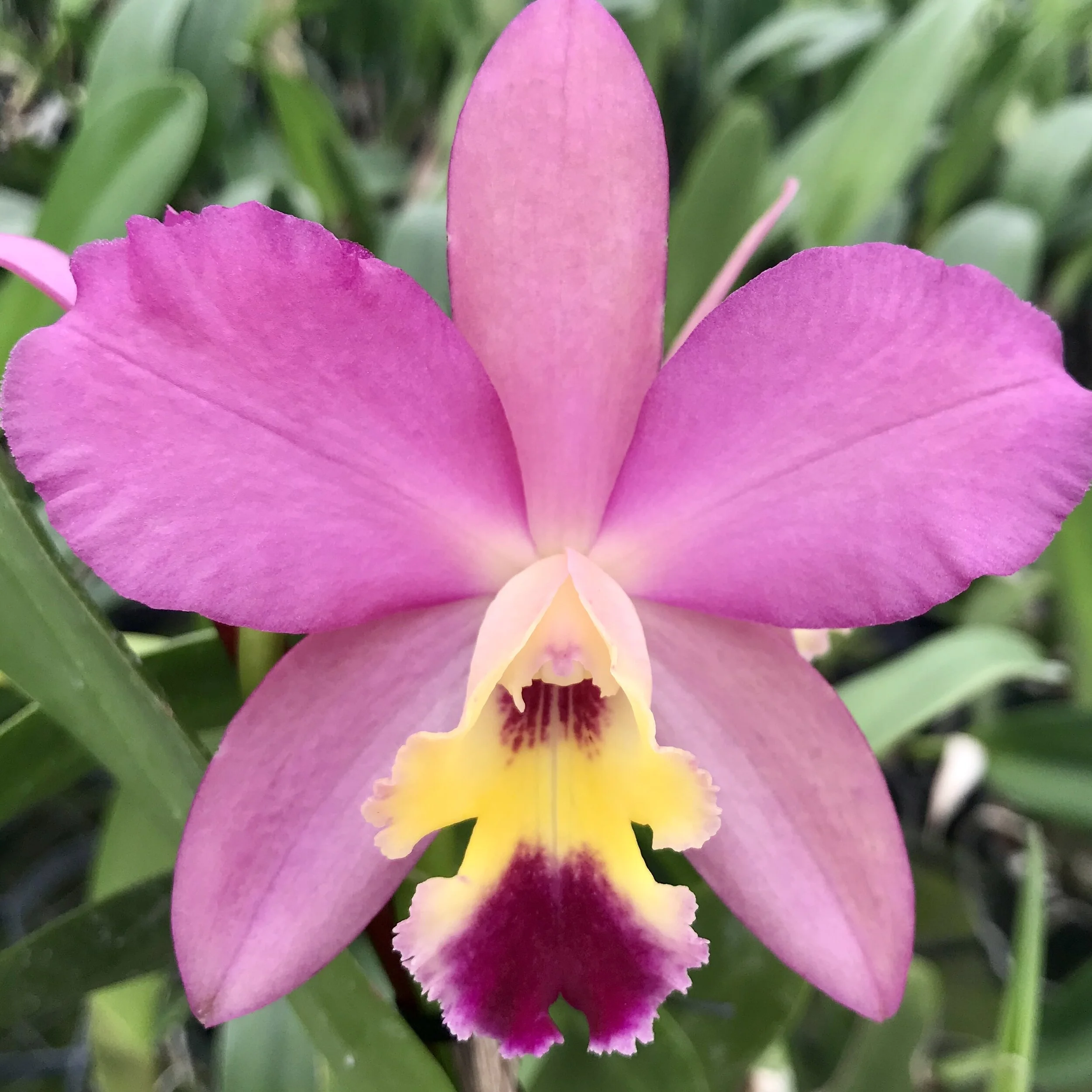 Pink Cattleya hybrid