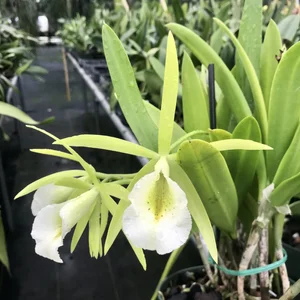 Pcv. Walnut Valley Lime Stars — Palmer Orchids