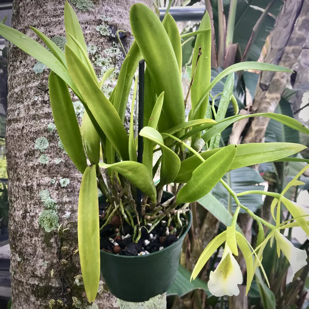 Pcv. Walnut Valley Lime Stars — Palmer Orchids