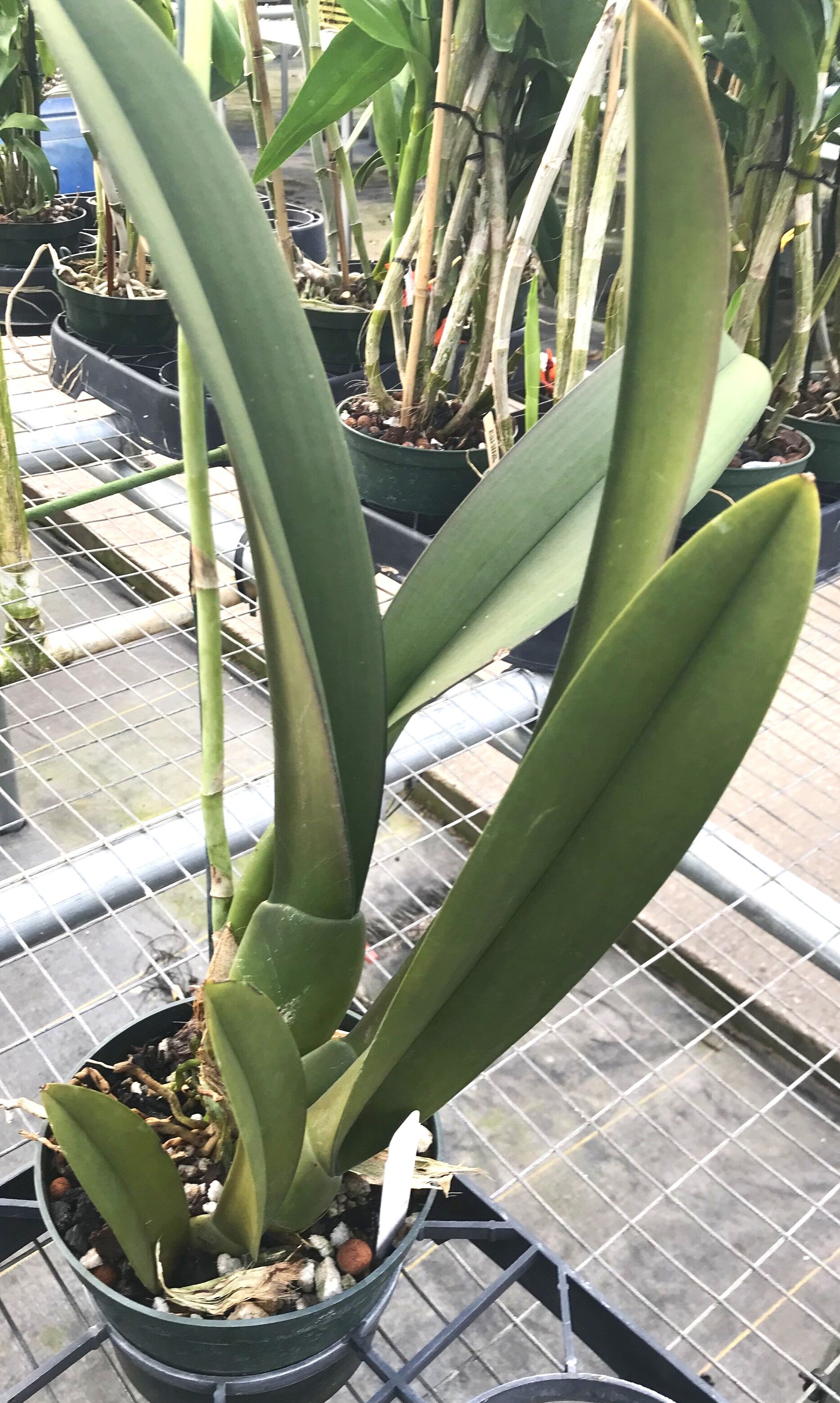 Oncidium+splendidum%2C+plant+view+6+inch+example.jpg