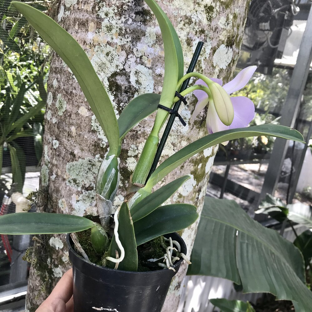orchid plant shipped IN POT Lc Busy Bev 'Blue Jewel'