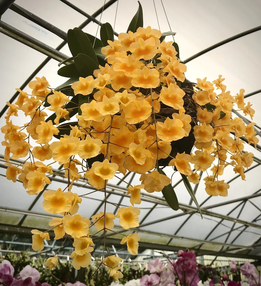 Dendrobium aggregatum  Palmer Orchids