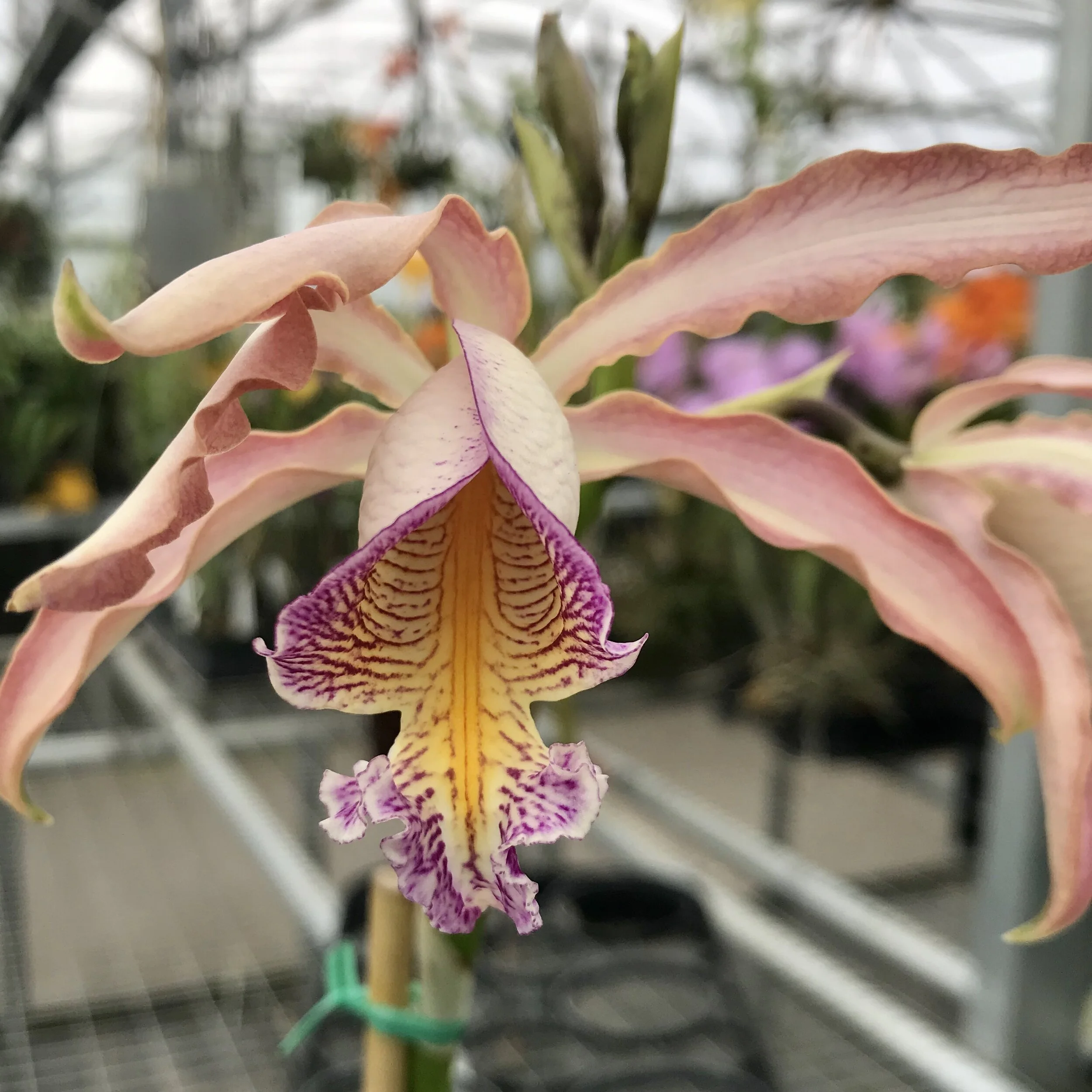 Myc. Butterfly Wings - Palmer Orchids