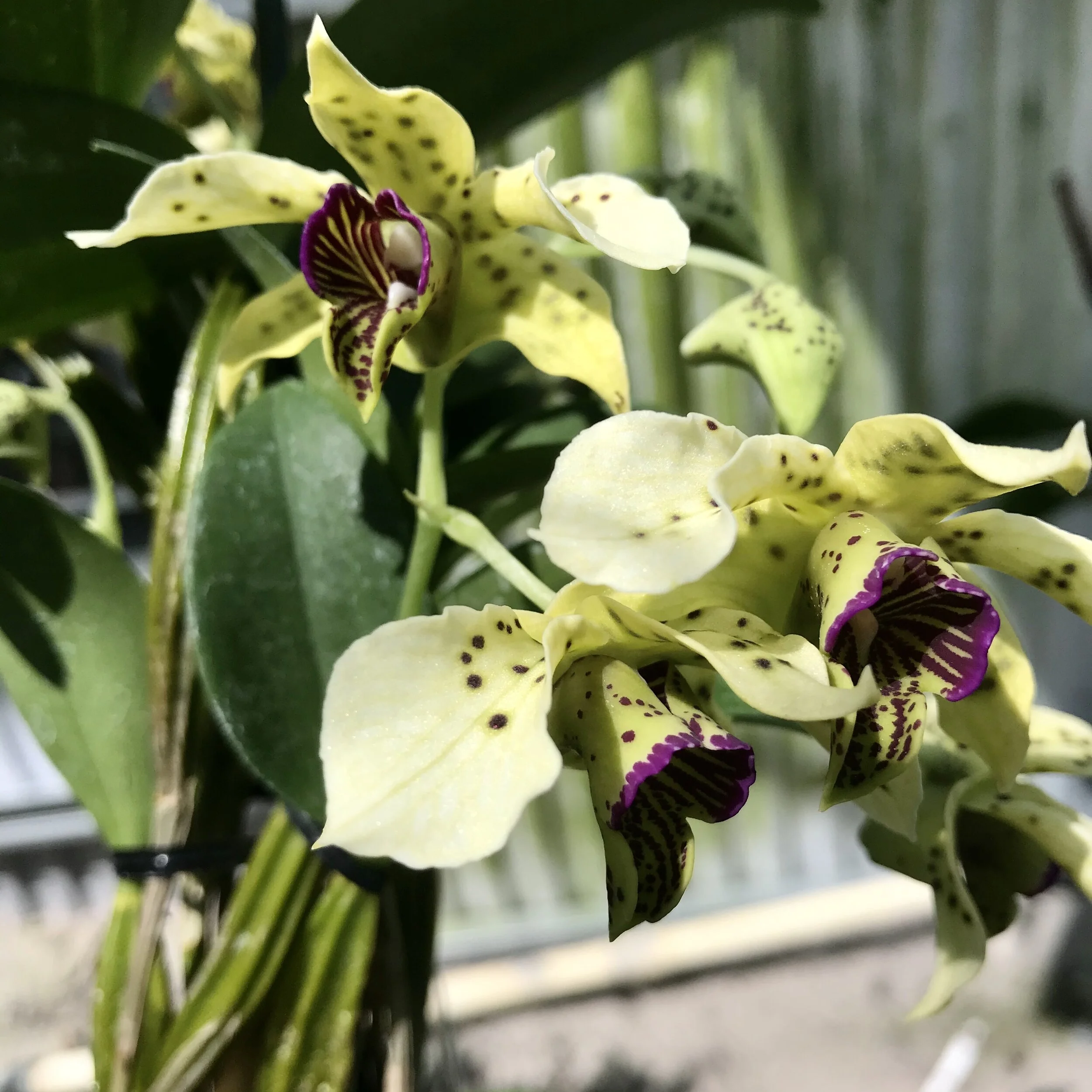Dendrobium Little Norman — Palmer Orchids