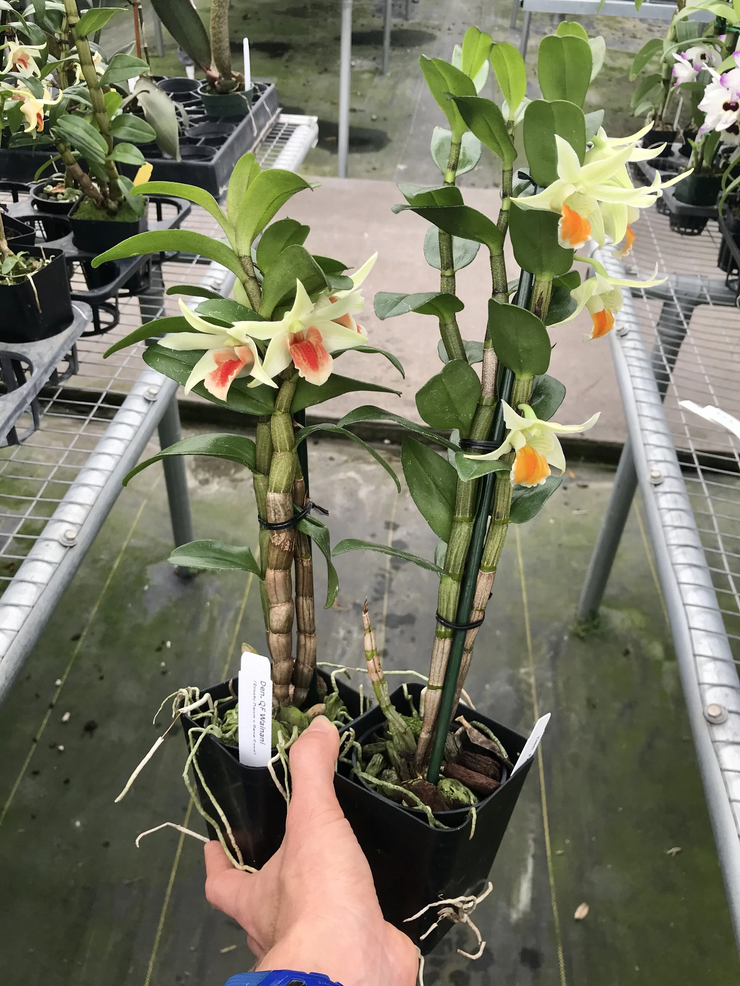 Den. QF Wainani - Palmer Orchids