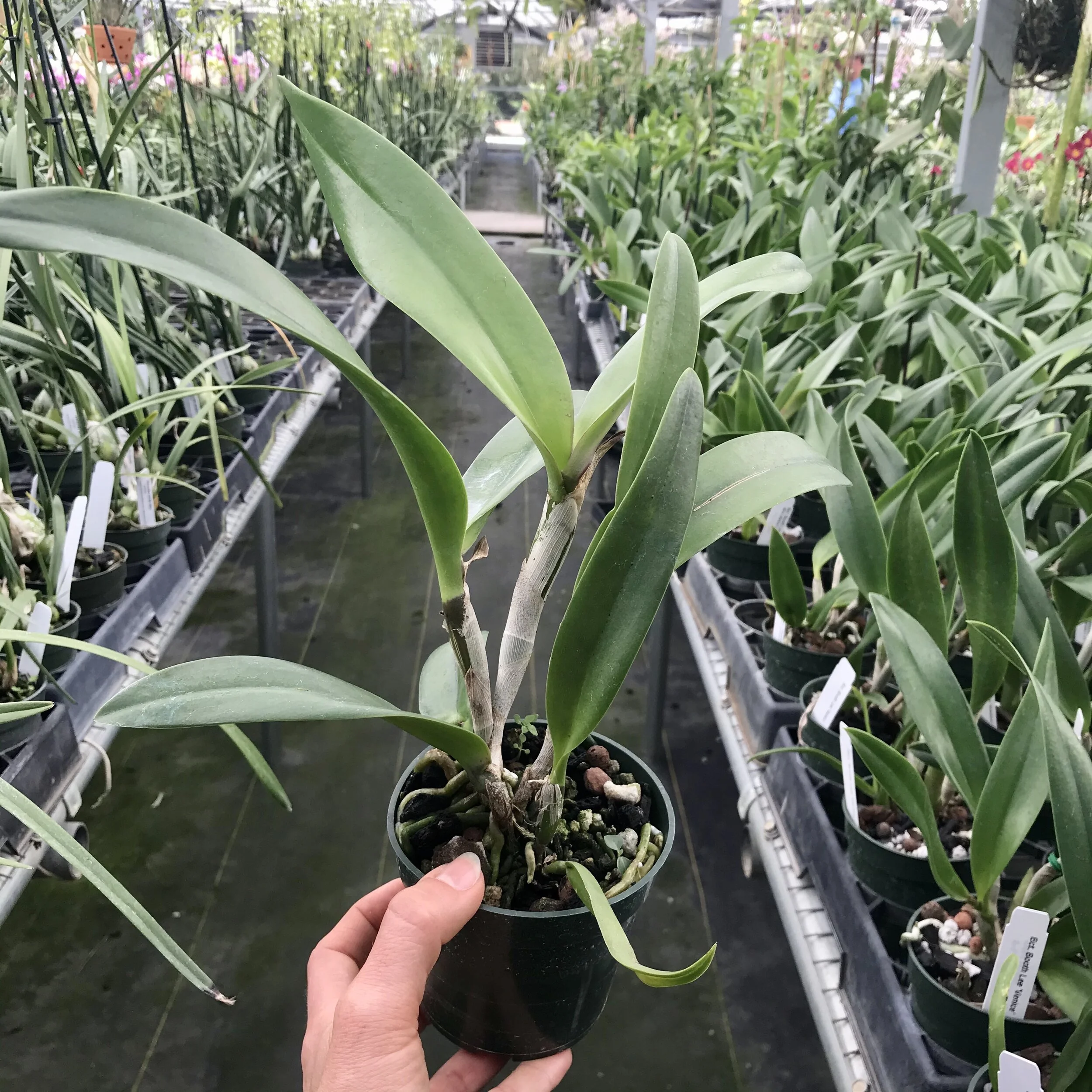 Bct. Booth Lee 'Venice' - Palmer Orchids