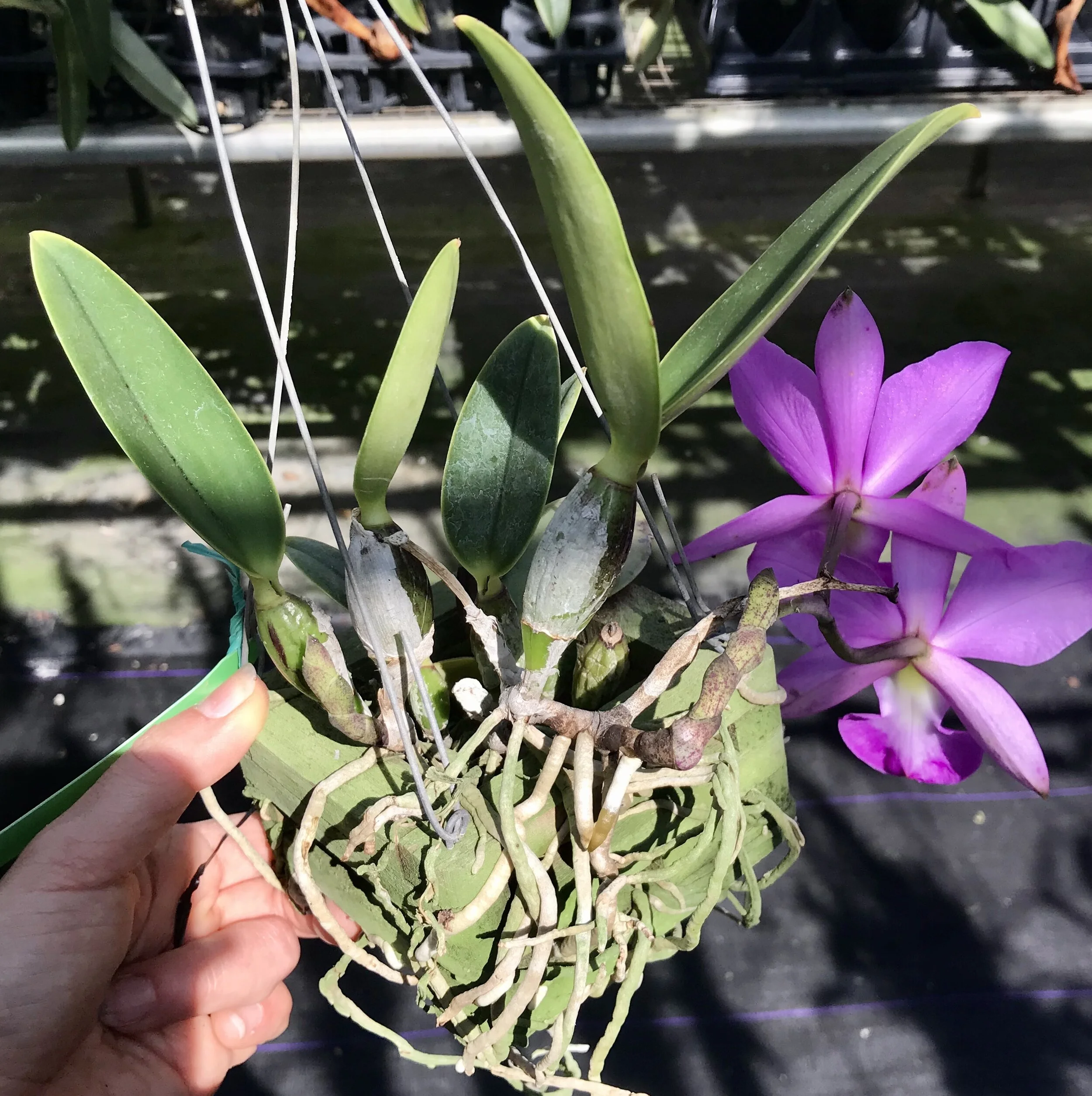 89C2EA16-6134-4F78-956D-56DDB43FC0C4