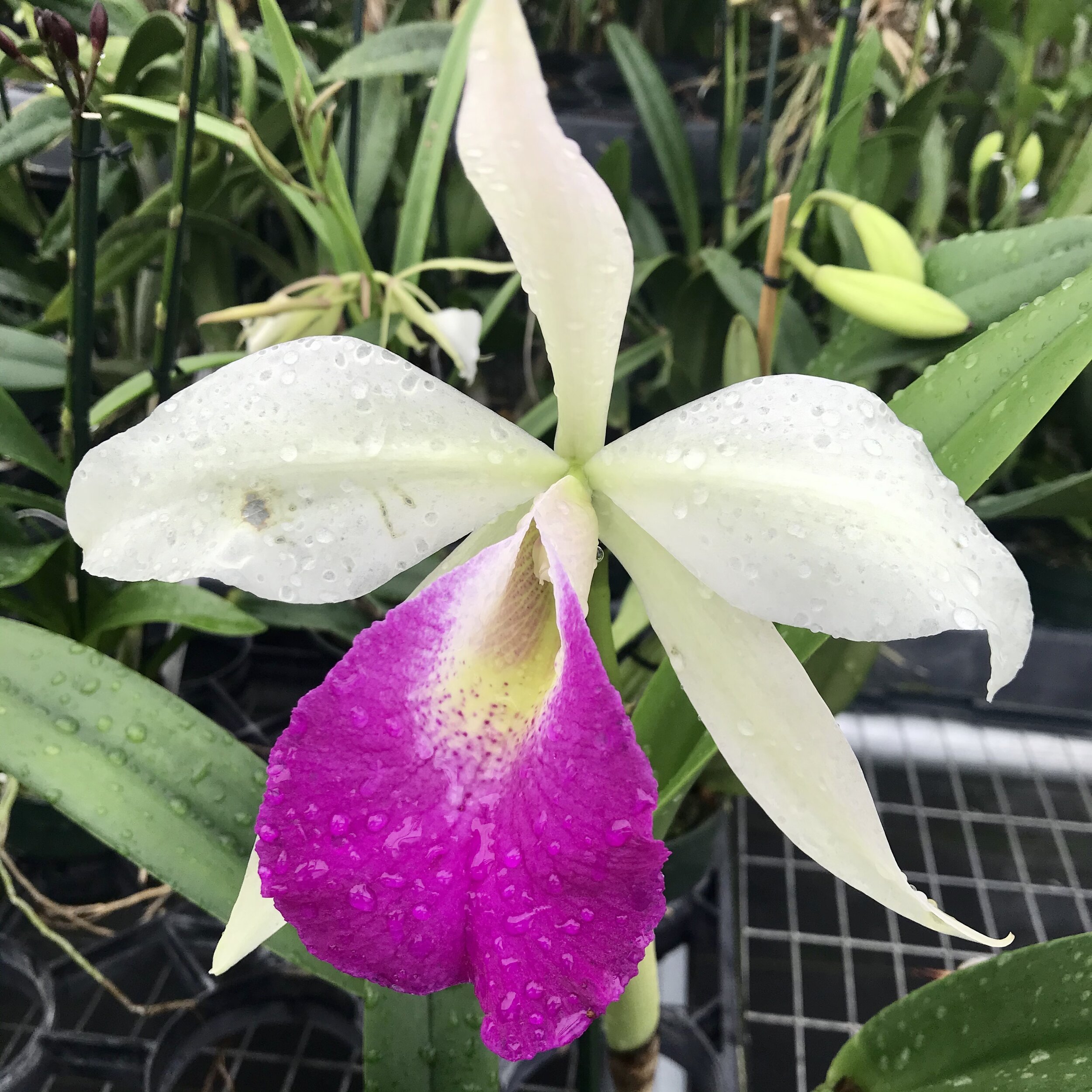 B. nodosa 'Susan Fuchs' FCC/AOS x Rlc. Hsinying Anna 'Hsinying I' - Palmer Orchids