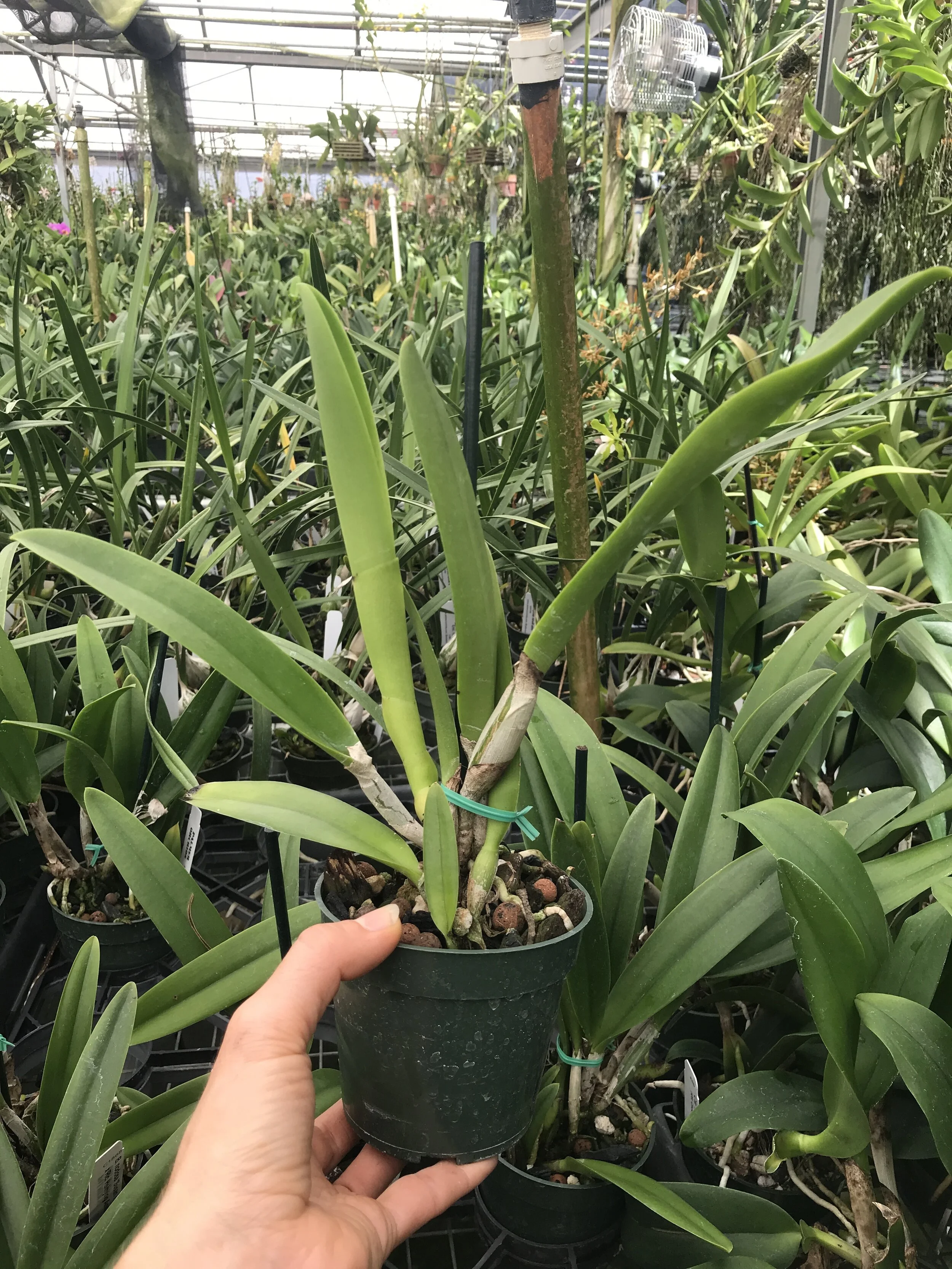 B. nodosa 'Susan Fuchs' FCC/AOS x Rlc. Hsinying Anna 'Hsinying I' - Palmer Orchids