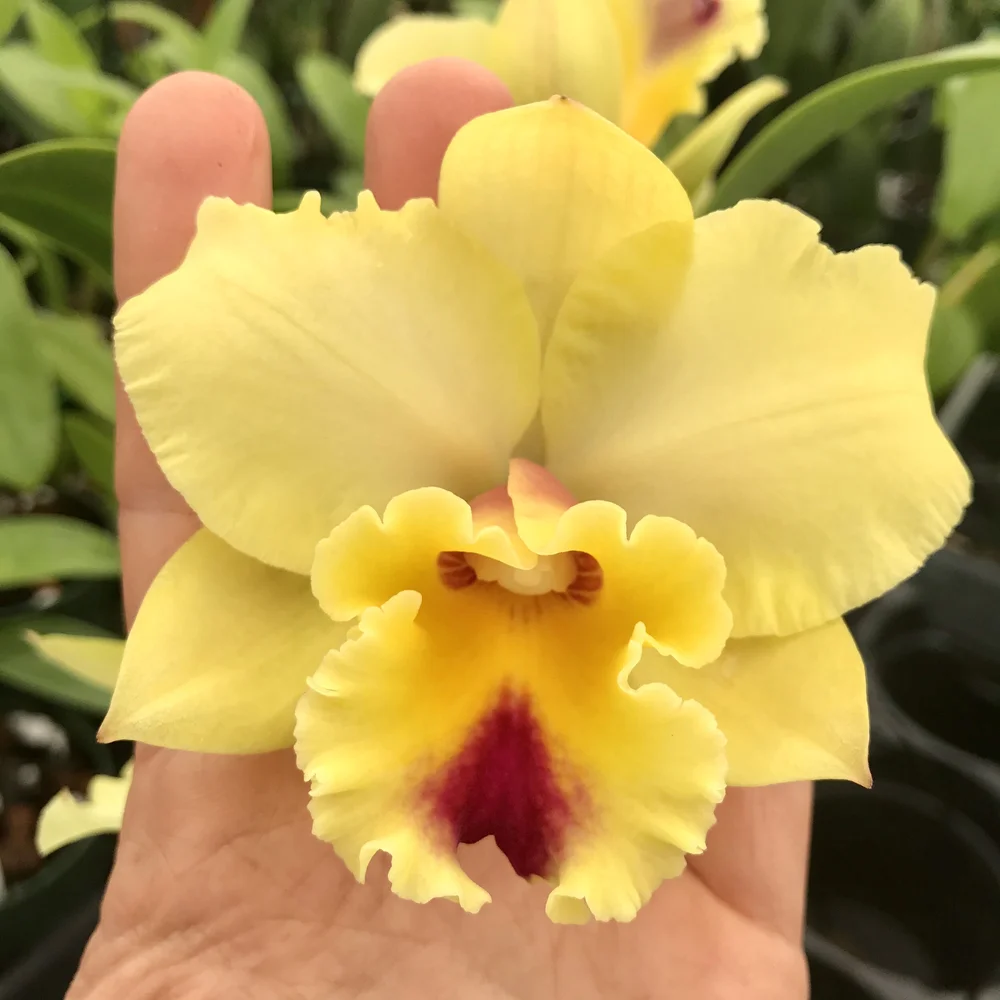 Rth. Kita Karano Hana 'Volcano Queen' — Palmer Orchids