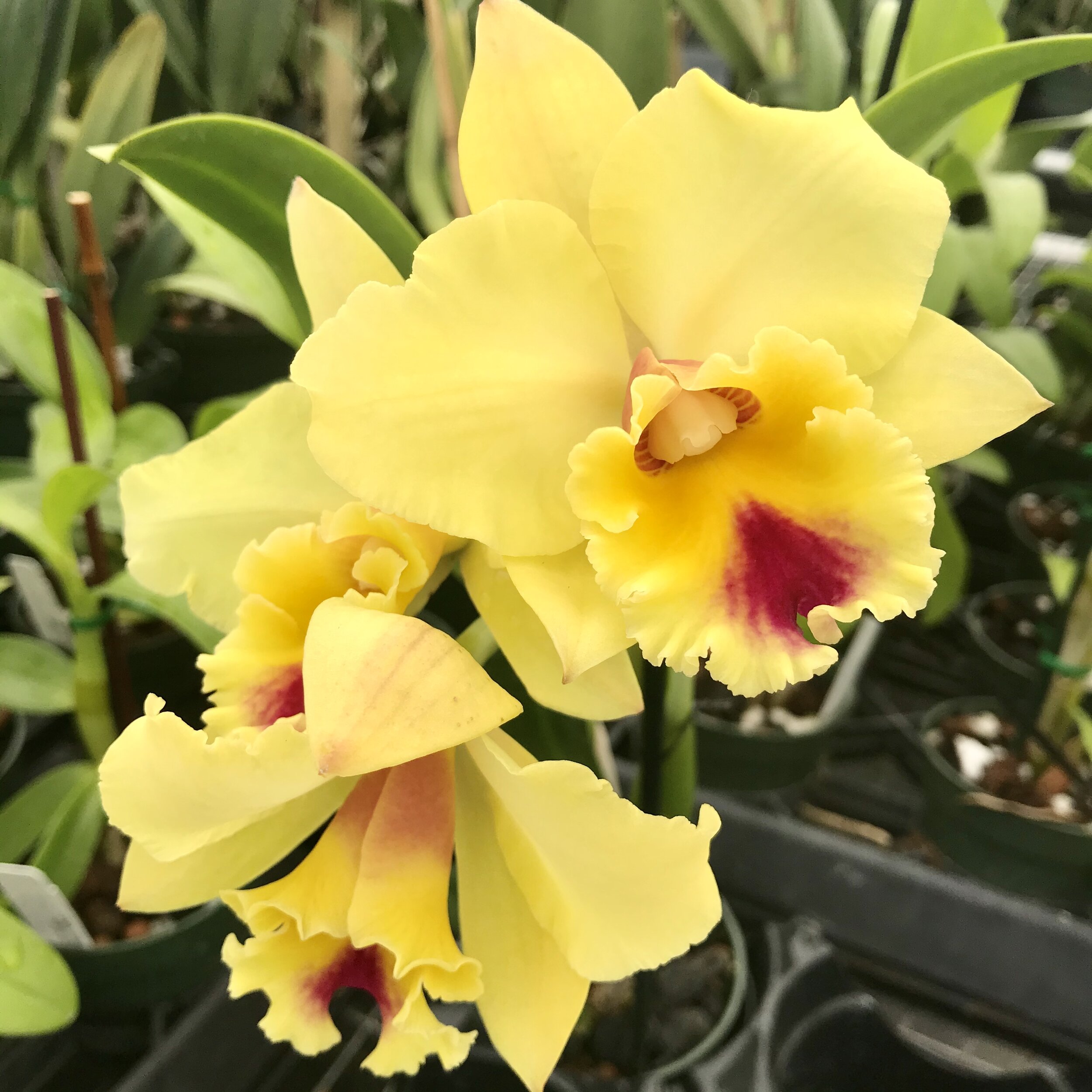 Rth. Kita Karano Hana ‘Volcano Queen’ - Palmer Orchids