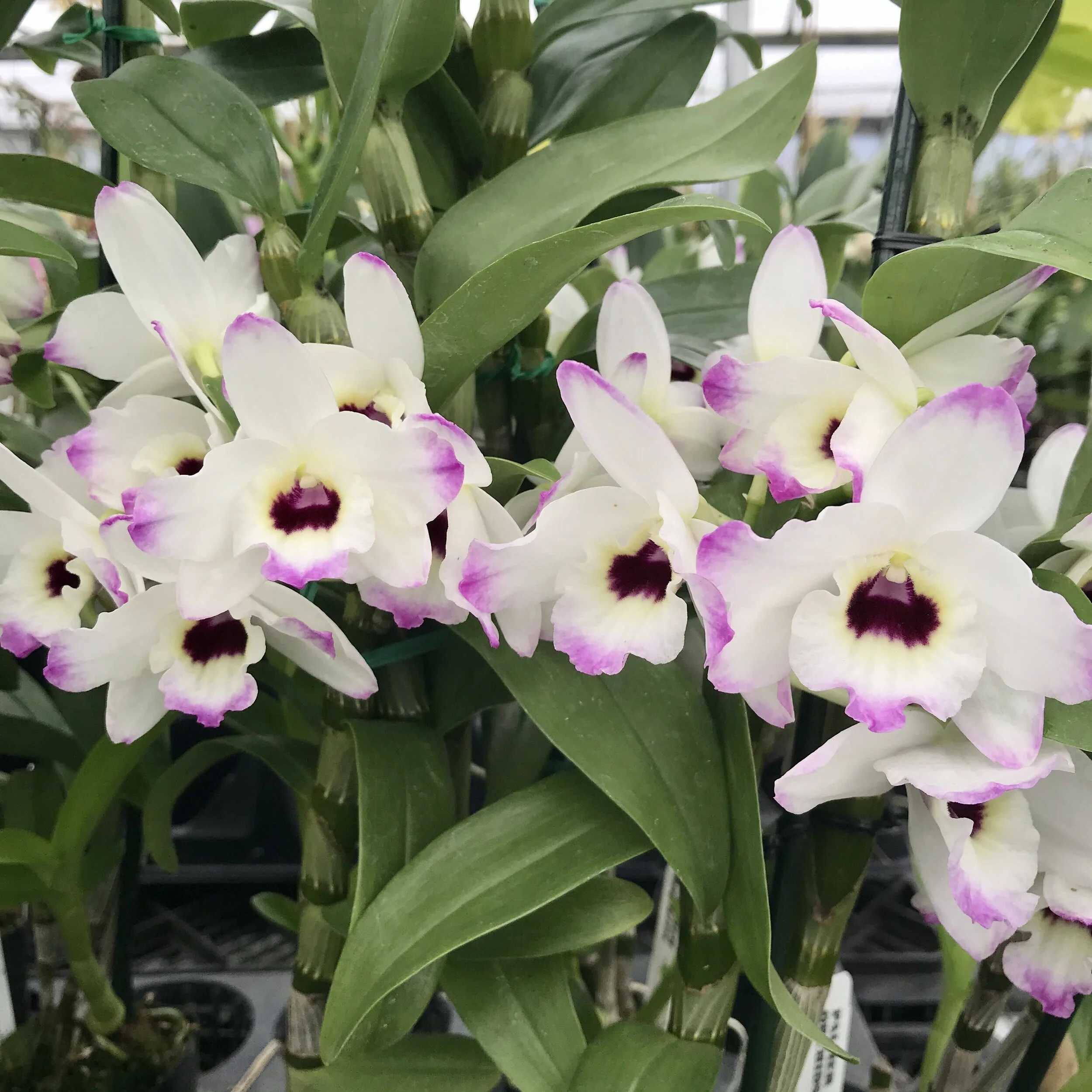 Den. Love Memory 'Fizz' - Palmer Orchids